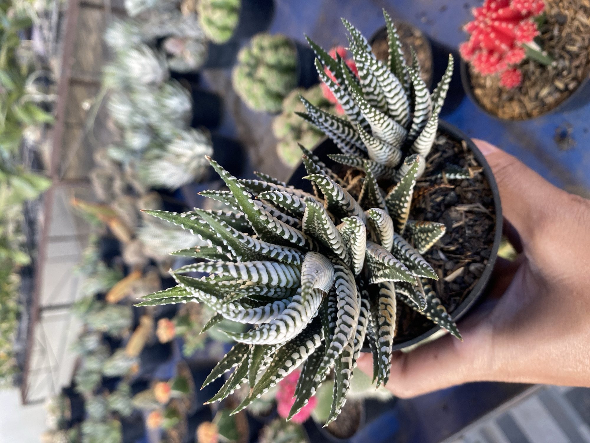 A person's hand holds a potted succulent plant. The plant is green with white stripes and has sharp, pointed leaves that grow in a rosette pattern. The pot is black and filled with soil. In the background, numerous other potted plants, mostly succulents and cacti, are visible, arranged on shelves and tables. Some of these plants are orange, pink, and green. The scene appears to be an outdoor nursery or plant market, possibly located in Banjarejo, Indonesia. The lighting suggests it is daytime.