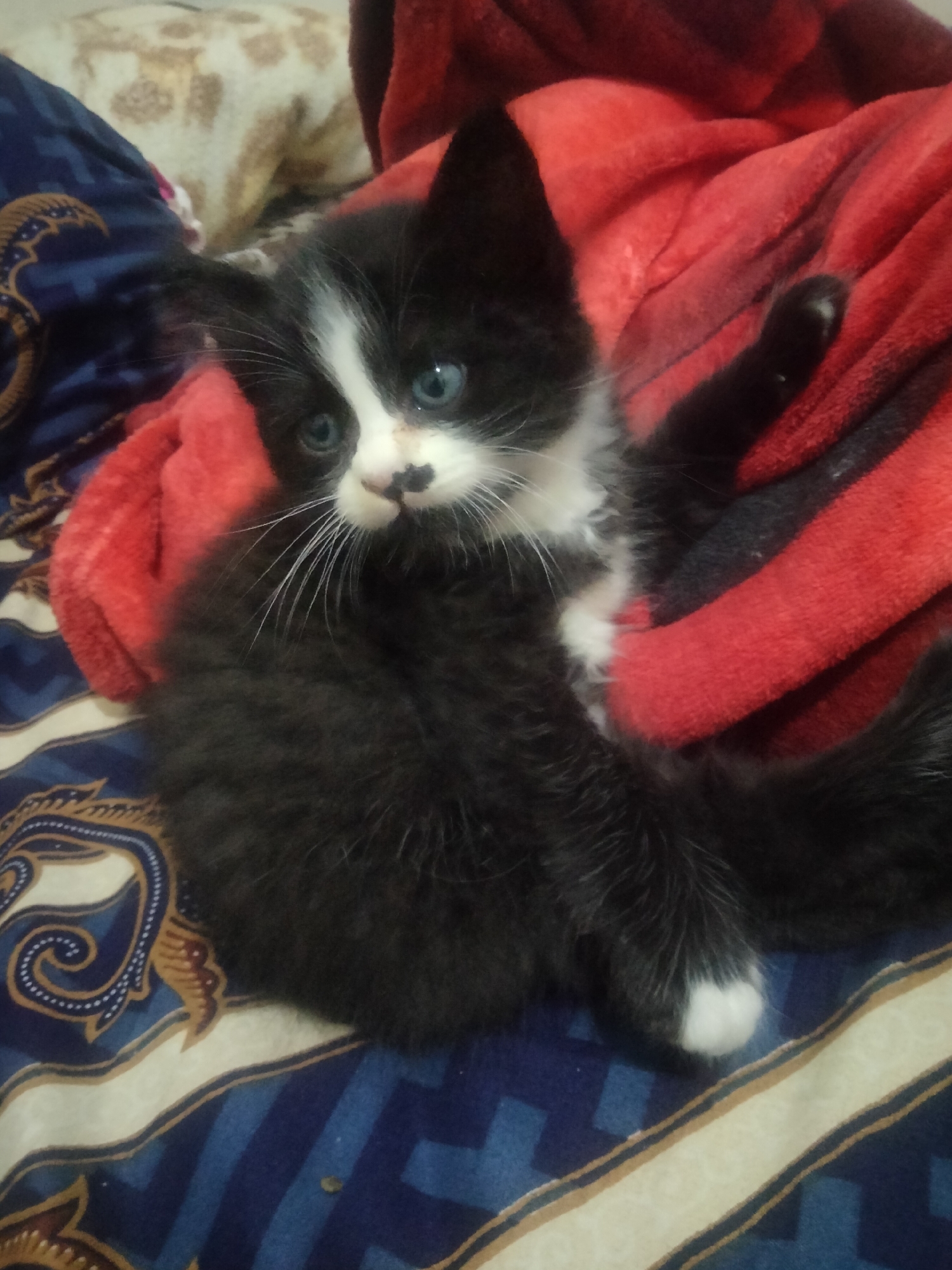 A black and white kitten with blue eyes is lying on a patterned bedspread. The kitten is nestled against a red blanket. The bedspread has a blue and white pattern with gold accents. The kitten is looking towards the camera.