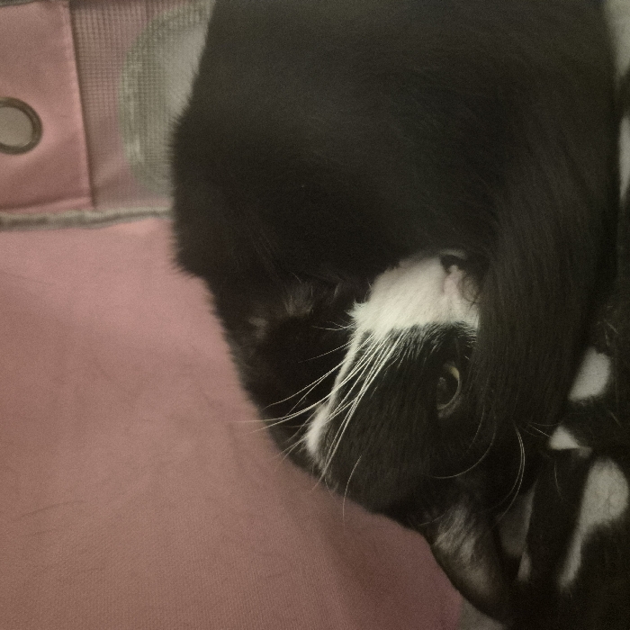 A black and white tuxedo cat is curled tightly in a resting position within an indoor environment. The cat's body is predominantly black, forming a compact, circular shape. Its head is slightly tilted, revealing a distinct white blaze running down its nose and between its eyes, accompanied by prominent white whiskers. The cat's left eye, yellow-green in color, is partially open and directed towards the viewer. The background consists of a soft pink fabric surface in the upper left, transitioning to a gray mesh material in the upper right, which also displays a visible metal grommet, suggesting components of a pet carrier. The cat rests on a black and white patterned fabric, consistent with a blanket or cushion. The scene is dimly lit.