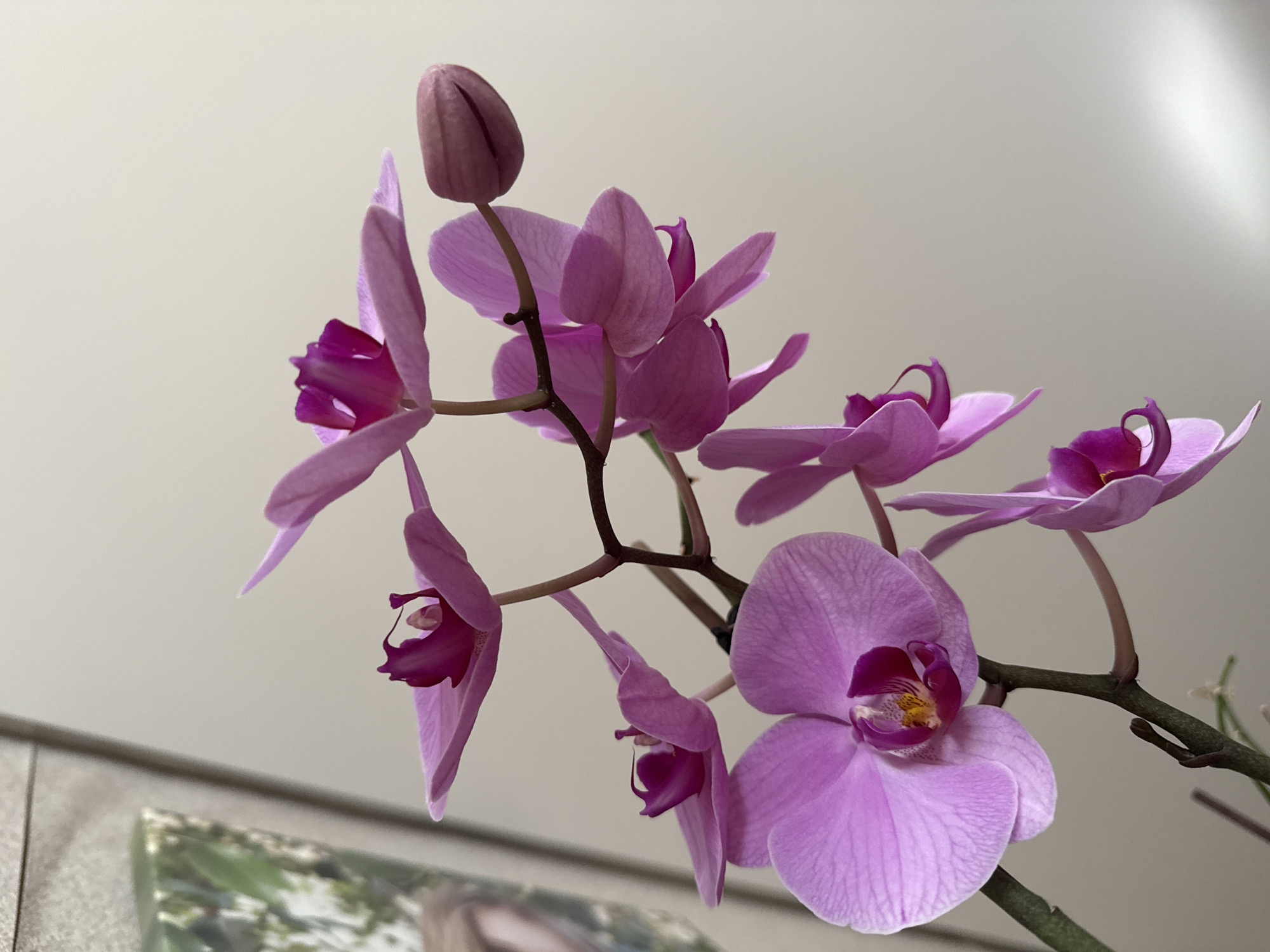 A close-up shot displays a cluster of pink and purple orchids in bloom, with a partially opened bud at the top of the frame. The flowers are attached to a brown stem, and the background is a plain, light gray color. Part of a framed image with greens and browns is partially visible in the lower left corner. The location is indoors, details about the city are not provided.