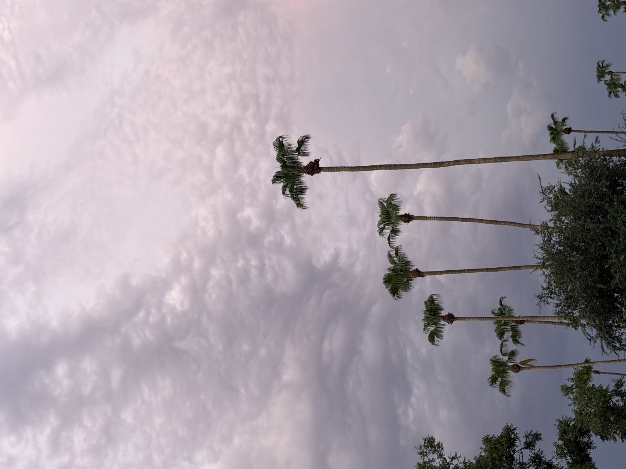 The image captures a cluster of palm trees silhouetted against a dramatic, cloudy sky. The sky is filled with textured clouds in shades of gray and pale pink, suggesting either dawn or dusk. The palm trees vary in height, with several tall ones dominating the center and right side of the frame, their fronds creating delicate patterns against the sky. Some shorter palm trees and dense foliage are visible at the bottom of the image. The scene appears to be an outdoor environment, possibly a park or residential area in Scottsdale, Arizona, known for its palm-lined streets and arid climate. There are no people or animals visible in the image.
