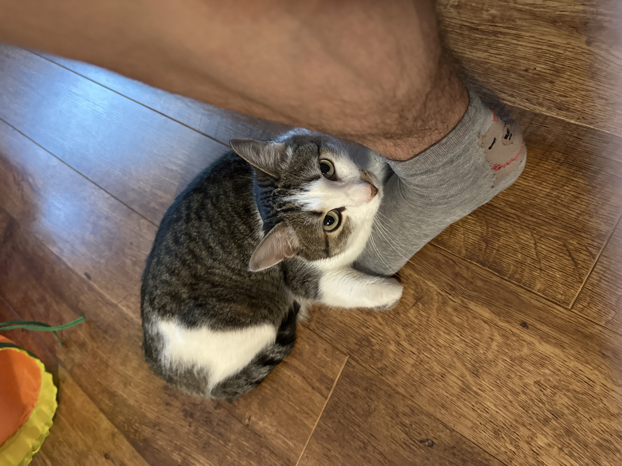 A gray and white tabby cat is curled up on a wooden floor, next to a person's foot wearing a gray sock with a smiley face design. The cat is looking up at the camera. A yellow and orange toy is visible in the lower left corner. The location is unknown and is not evident from the image.