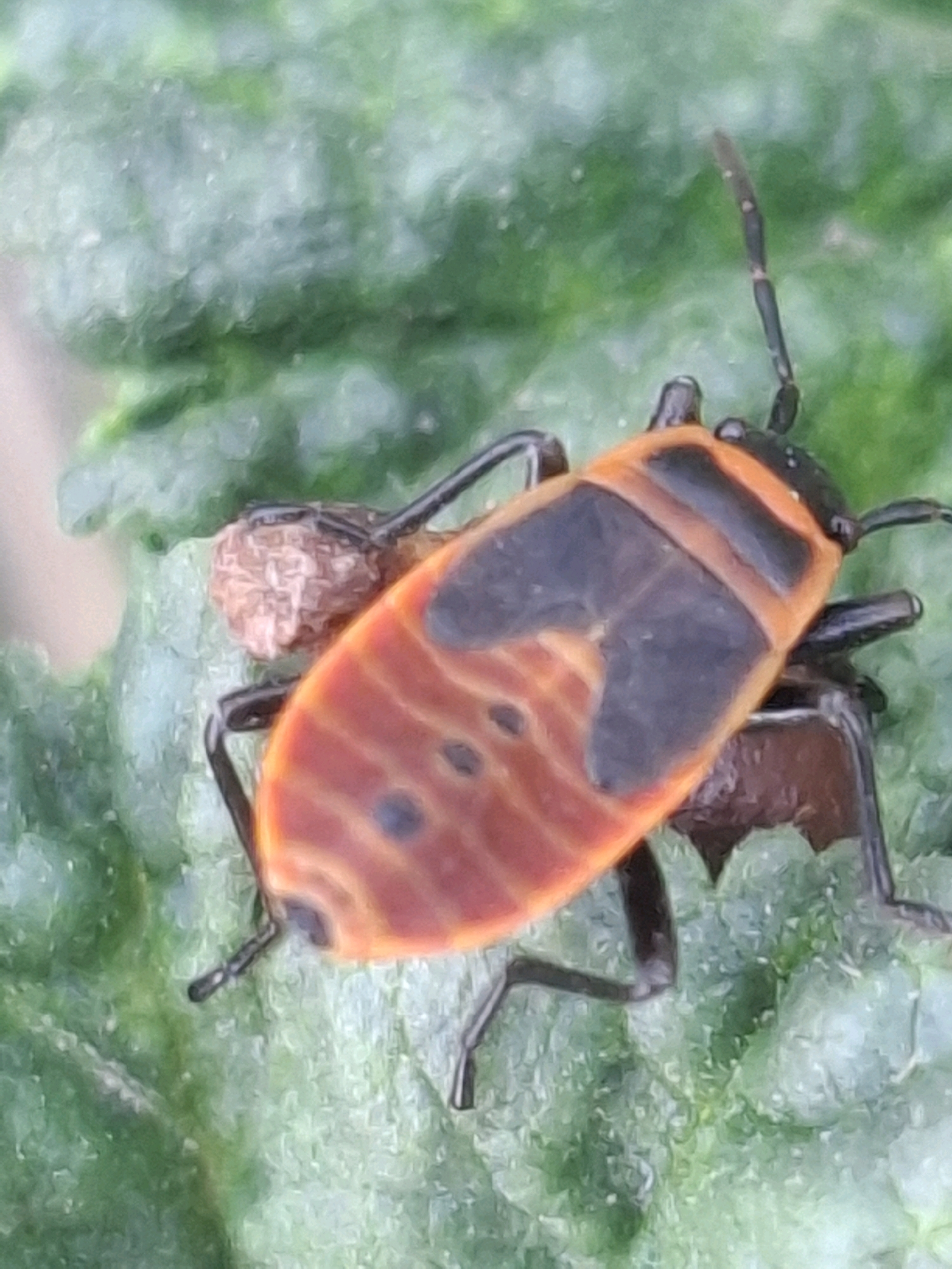 A close-up, slightly out-of-focus image shows a Boxelder bug with bright orange and black markings on its back, resting on a green, textured surface, likely a leaf. The bug is positioned diagonally across the frame, with its head to the upper right. Part of another insect, possibly a smaller, brown one, is visible beneath the Boxelder bug's abdomen. The background is a blur of green, suggesting foliage. No specific location in Almaty, Kazakhstan, can be determined from the image.
