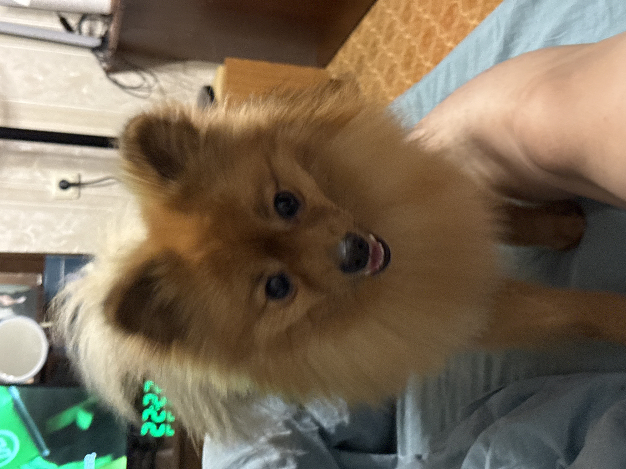 A Pomeranian dog, primarily orange-brown in color, is the central subject of this image. The dog is positioned in the foreground, looking directly at the camera with its mouth slightly open, revealing its tongue. It appears to be standing on a light blue surface, possibly a bed or couch, which takes up the bottom half of the frame. A human hand is visible on the right side of the frame, supporting the dog or in close proximity to it.
In the background, a television screen displays green digital numbers that resemble "2222". To the right of the television, a white mug or cup is visible. Further back, a wooden cabinet or furniture piece is present, with a power outlet and a cord visible on the wall behind it. The overall environment suggests an indoor setting, likely a residential room. The lighting is artificial and appears to be coming from the front. The image quality is moderate, with some graininess. No specific landmarks or street views are visible, making it impossible to determine the exact location within the city of Khimki, Russia, from the image alone.