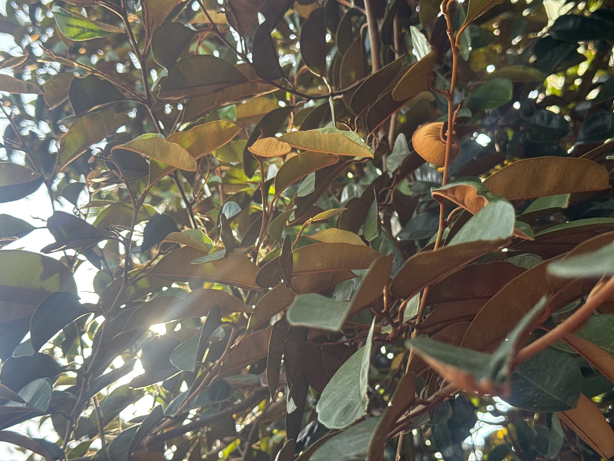 A close-up shot of a tree canopy with thick, waxy leaves in varying shades of green and brown. Sunlight filters through the foliage, creating bright spots. Thin, reddish-brown branches support the leaves. The location is likely Đà Nẵng, Vietnam, but there is no further data to corroborate this claim.