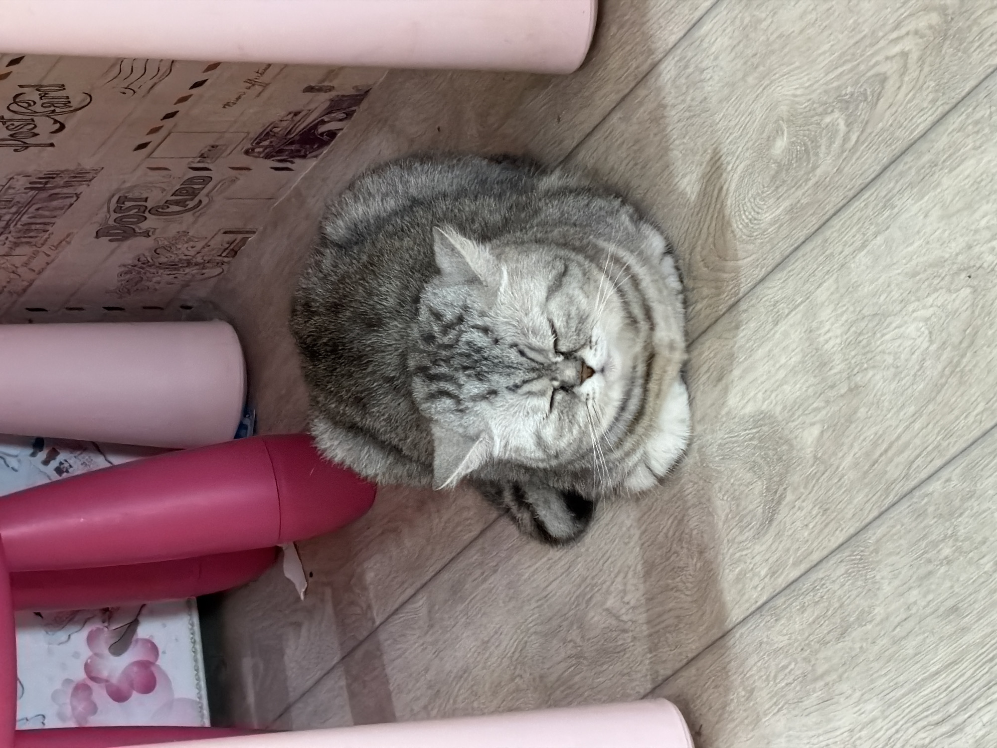 A gray tabby cat is curled up on a light-colored wooden floor. The cat is positioned near a set of pink objects that appear to be part of a structure. The location is likely a room in a house in Chaikovsky, Russia, given the prompt. There are no people visible. The cat is resting.