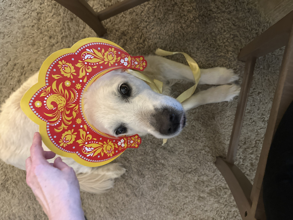 The scene is situated in Moscow, Russia. A light-colored canine, likely a Golden Retriever, is depicted in a high-angle shot, positioned on a beige, textured carpet. The dog is wearing a red, yellow, and white decorative kokoshnik-style headpiece adorned with elaborate floral and avian patterns. A yellow ribbon is tied around the dog's neck, partially visible. A human left hand, with visible skin texture, extends from the left side of the frame, touching the top rear edge of the headpiece. The dog's gaze is directed upwards towards the camera. Its snout is dark, and its eyes are open. Part of a light-colored wooden chair or stool frame is visible in the lower right and bottom center of the image.