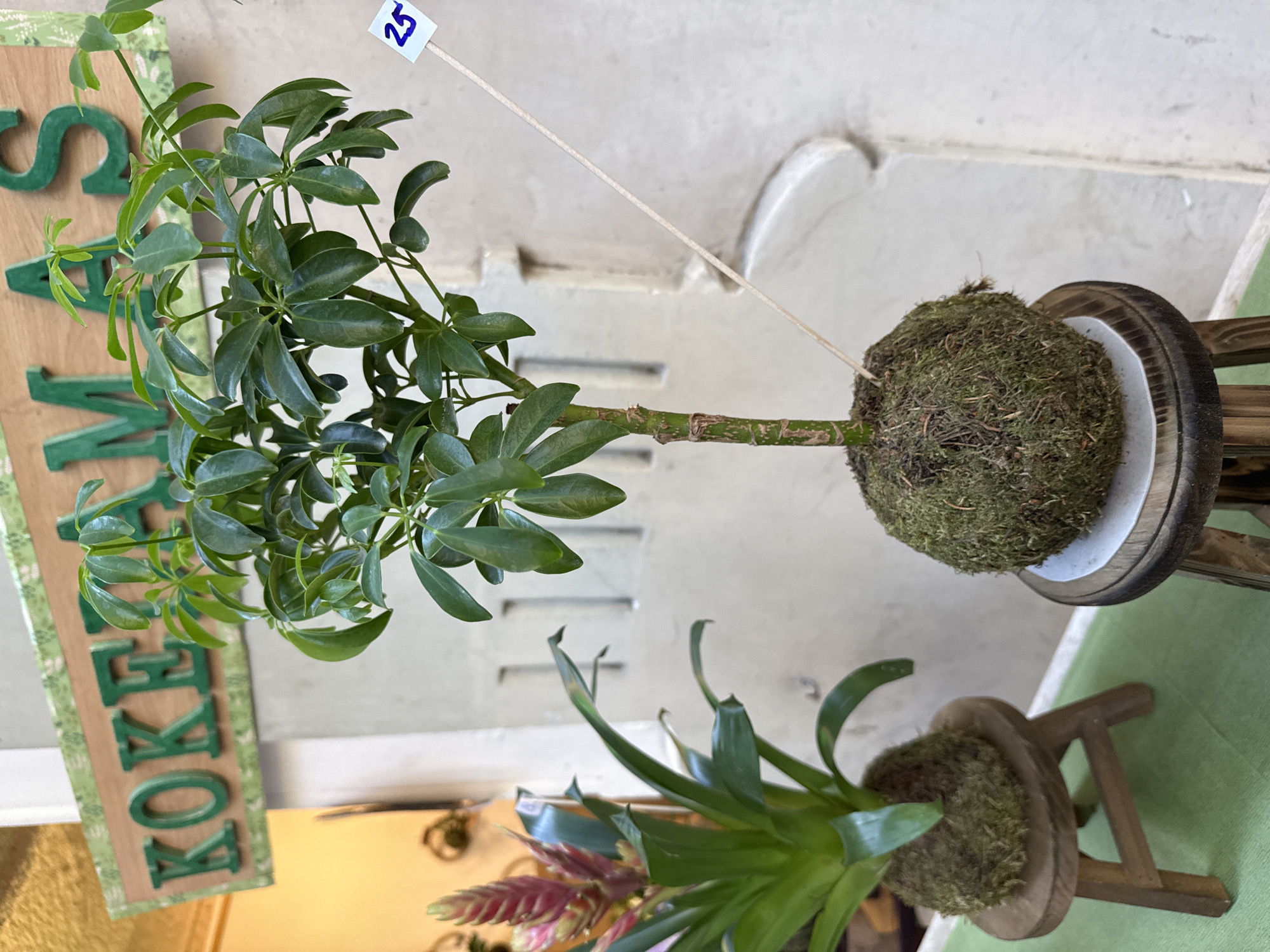 The image shows two Kokedama moss ball plants, one with a Schefflera plant, and another with a bromeliad. The plants are likely displayed for sale, as the Schefflera has a price tag that says "25". A wooden sign with "KOKEDAMA" is visible. The setting is interior, with a whitewashed wall as a backdrop. It appears that the image was taken in Barcelona, Spain.
