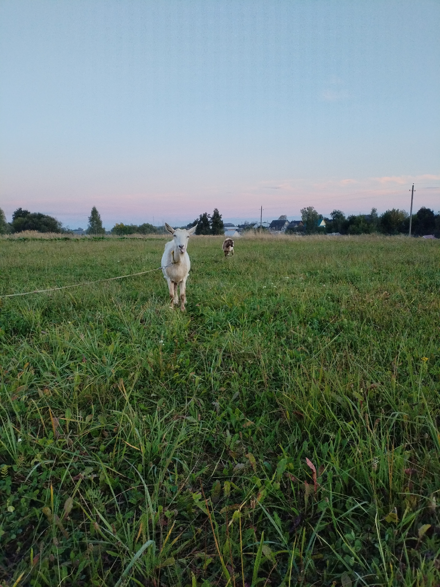 A white goat with a yellow bell around its neck stands in a grassy field at dusk. The goat is facing the camera and appears to be tethered by a rope. In the background, there is another animal, possibly a dog, and a line of trees and houses. The sky is a pale blue with hints of pink and purple, indicating the end of the day. The image is taken from a low angle, with the tall grass in the foreground filling most of the bottom half of the frame. This scene is consistent with a rural setting in or around Bialynichy, Belarus, given the vegetation and style of houses visible.