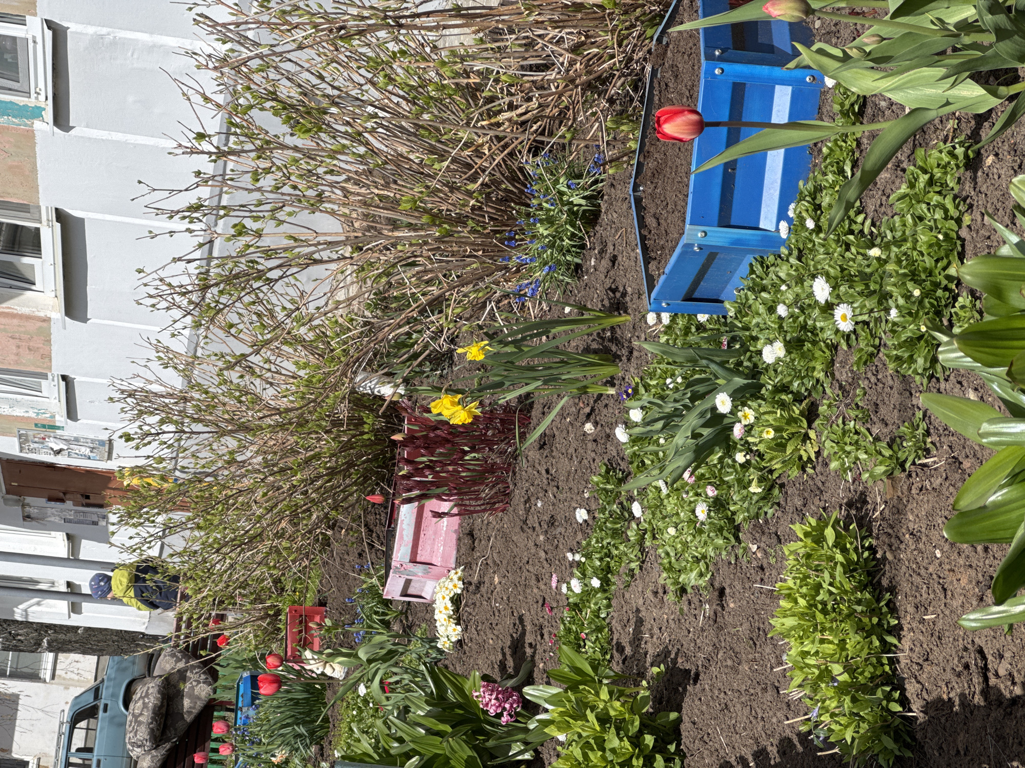 The image shows a garden in Chaikovsky, Russia. The garden is situated alongside a light gray building.
The garden contains a variety of plants and flowers, including red and yellow tulips, daisies, daffodils, and grape hyacinths. A large, bare bush with budding leaves is also present. The plants are arranged in a bed of dark soil.
The garden is decorated with small, brightly colored wooden boxes or planters in red and blue. The boxes appear to be reused, as they have an imperfect, painted look.
In the background, a portion of the building is visible with windows and what looks like a doorway. A street with a parked, older model teal-colored car and someone wearing a green jacket is partly visible. A worn-out sofa is on the curb.