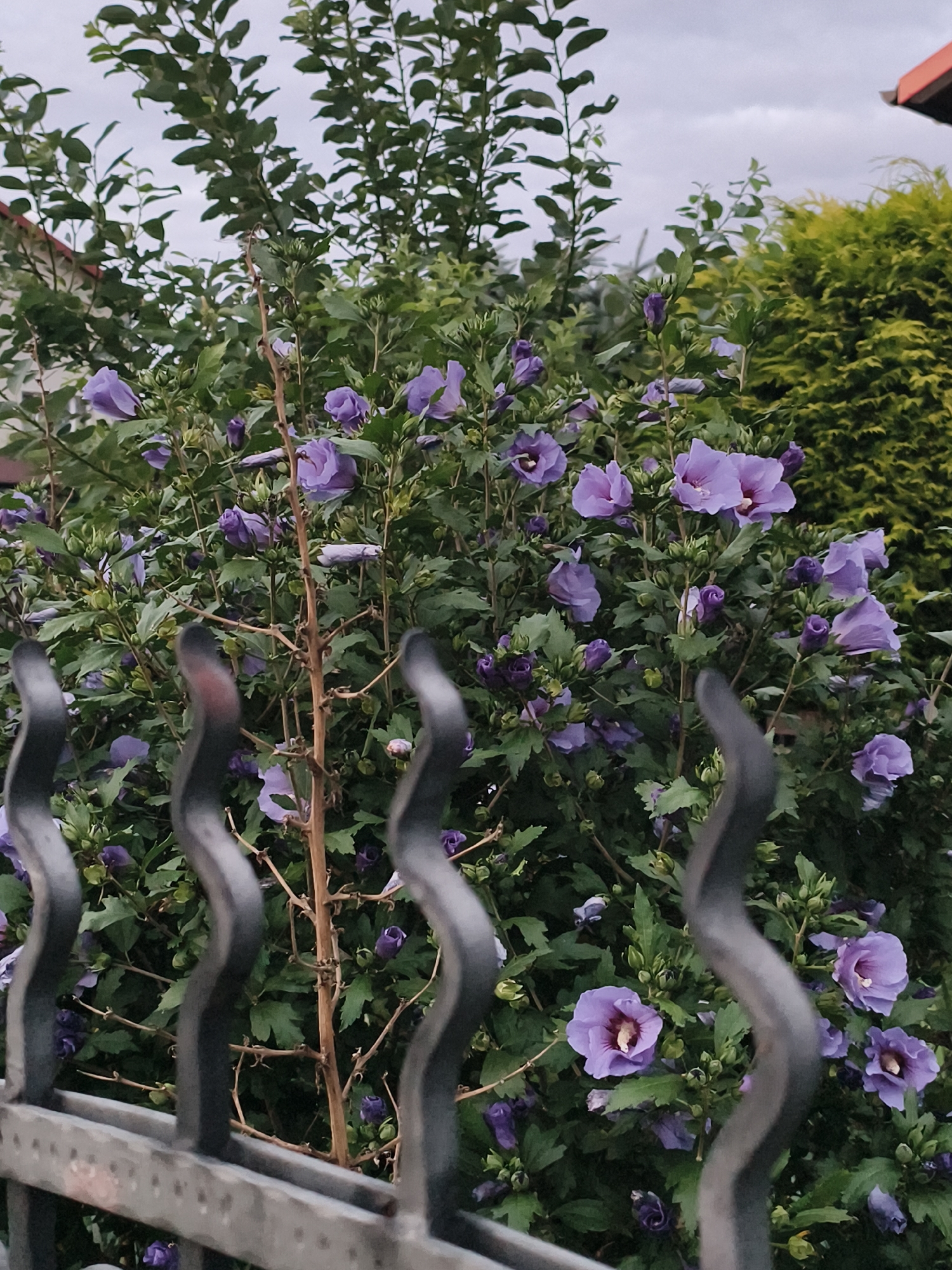 The image depicts a close-up view of a flowering shrub with numerous purple hibiscus flowers and buds. The shrub is situated in a garden or yard setting. In the foreground, a black, decorative metal fence is visible, with wavy vertical bars partially obscuring the view of the plants. Behind the shrub, a tall, green coniferous tree or hedge is present, and a portion of a building with a red-tiled roof can be seen to the left. The sky is overcast and appears to be a dull, cloudy day. The overall scene suggests an outdoor environment, likely residential, given the presence of the building and fence. The photograph is taken from a slightly low angle, looking up towards the shrub and the sky. The specific location in Tczew, Poland is not discernible from the visual information provided in the image itself.