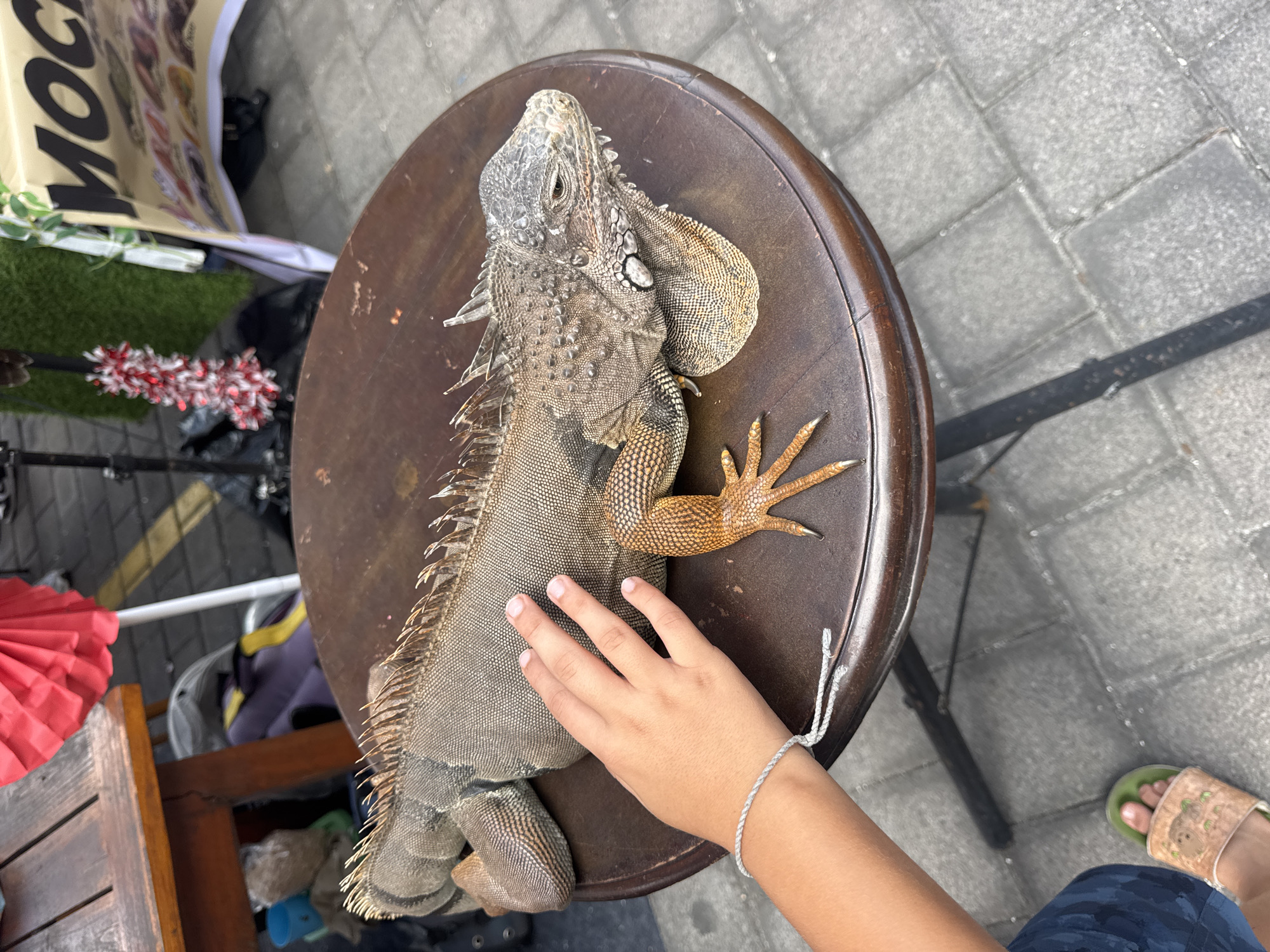 A person's hand rests on the back of a large iguana that is sitting on a round wooden table. The iguana's scales are rough and textured, and its spiky crest runs down its back. Its right leg is visible, with long, sharp claws. The table is dark brown and appears to be outdoors, with a paved surface visible in the background. There are other objects in the background that suggest a market or street vendor setting, including a red paper fan and a banner with text that appears to be in a foreign language. The scene is likely in Kuta Selatan, Indonesia, given the context. The person's arm is also visible, wearing a thin braided bracelet.