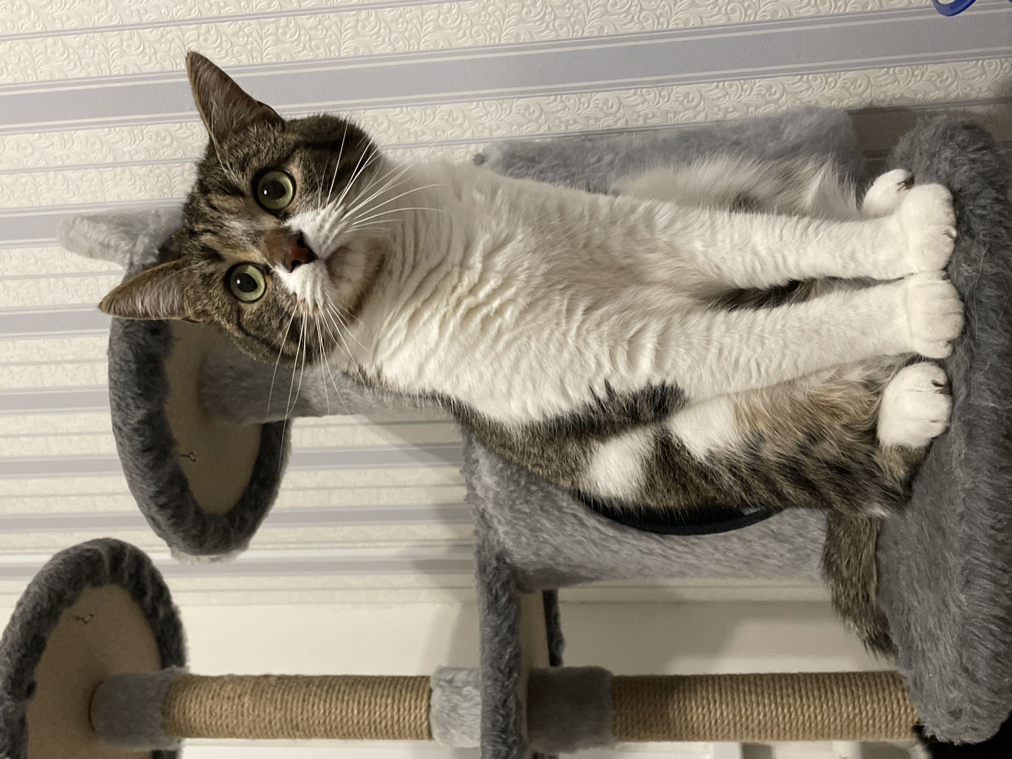 A brown and white tabby cat is lying on a gray cat tree in front of a wall with light blue and white patterned wallpaper. The cat is looking at the camera with green eyes and has white paws. The cat tree has multiple levels and a scratching post wrapped in brown rope.
The image was not taken in the city of Izhevsk, Russia.