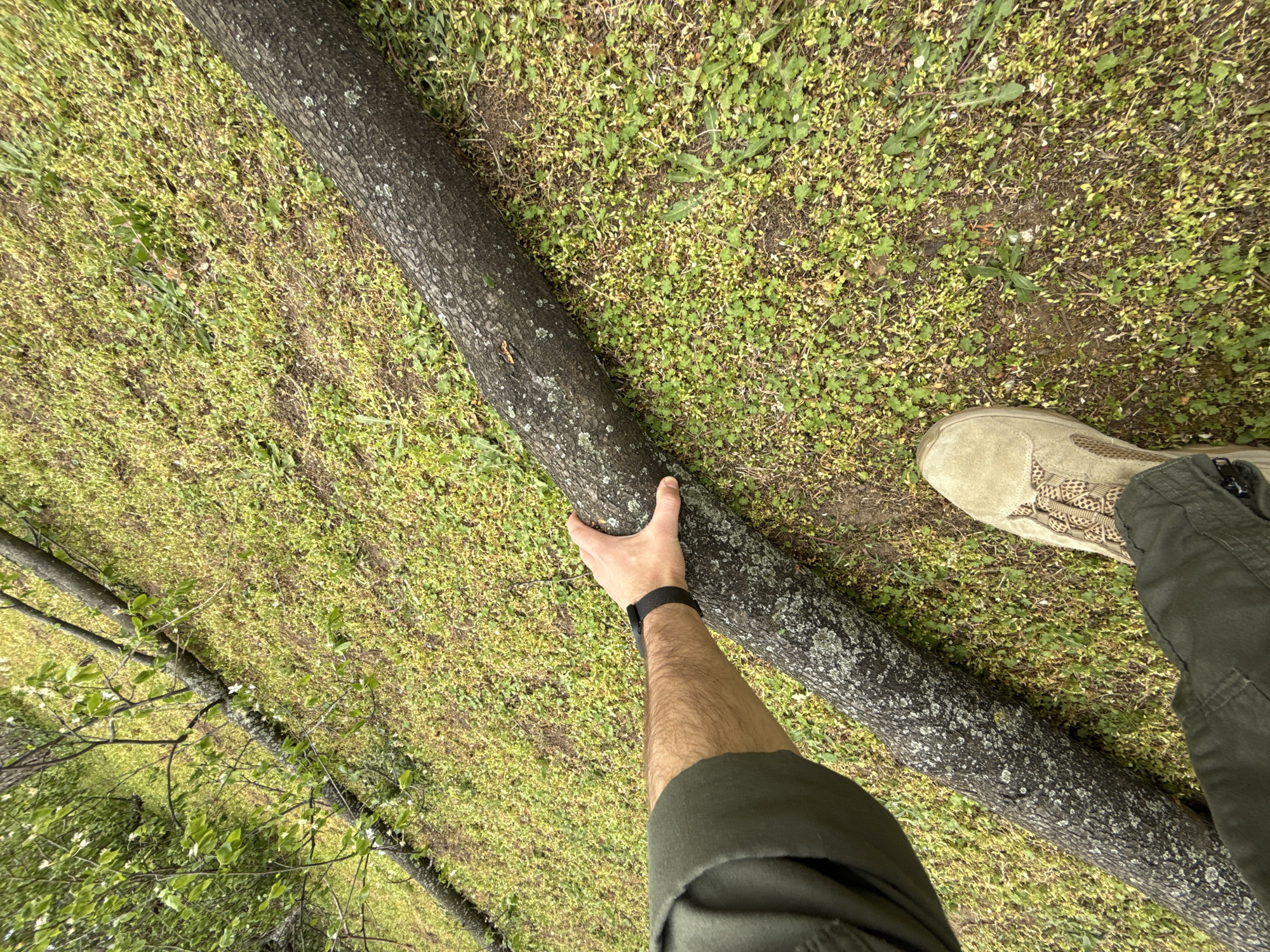 A first-person perspective image shows an individual standing next to a fallen tree trunk in a grassy area. The person is wearing olive-green pants and a tan-colored shoe with a patterned top. The person's right hand is touching the tree trunk. The arm is visible, with a black watch on the wrist. The background is a patch of green grass with small plants and other tree trunks and branches in the distance. The location cannot be determined to be in Sofia, Bulgaria, from the available image information.