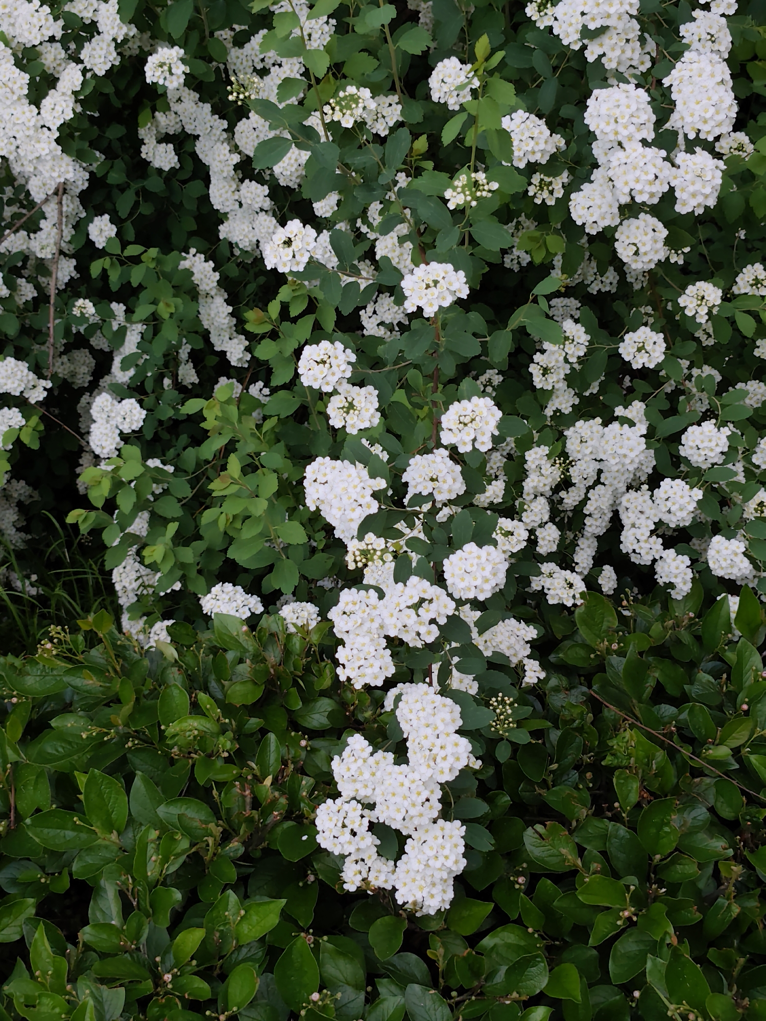 The image depicts a bush with clusters of small white flowers and green leaves, likely a flowering shrub. The shrubbery appears dense and overgrown. The lower part of the image shows a different type of green foliage, possibly a different plant species forming a ground cover or the lower portion of the bush. There is no indication of this image being in Moscow, Russia.