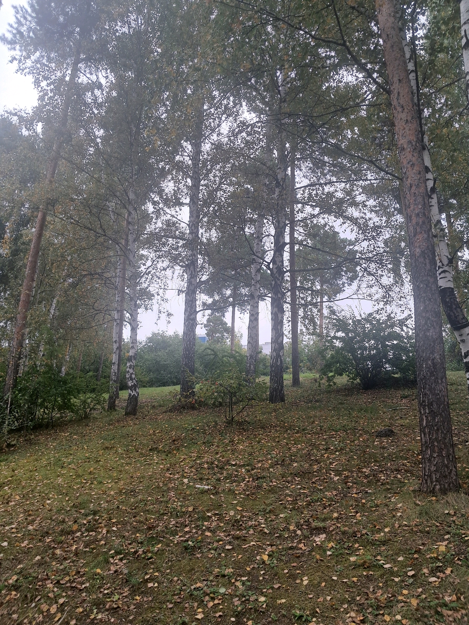 A tranquil, outdoor scene captures a grove of trees in an autumnal setting. The ground is carpeted with fallen leaves in various shades of yellow and brown, scattered across a patch of grass. The trees, predominantly birches with their distinctive white bark, stand tall and are partially covered in foliage, some of which has turned yellow. The sky is overcast, casting a diffused light that softens the overall atmosphere. The image appears to have been taken in a park or a wooded area within a city, though the specific location is unknown. There are no people or animals visible in the frame. The scene evokes a sense of quietude and the natural beauty of the changing seasons.