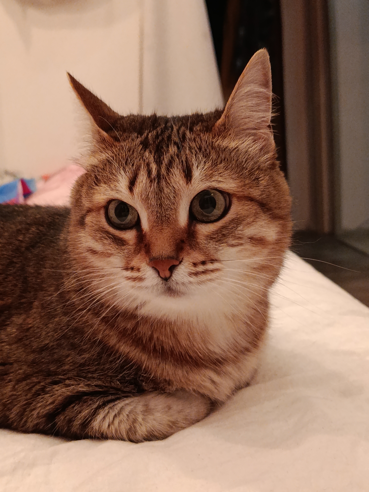 A close-up, eye-level, medium shot shows a tabby cat with brown and white fur. The cat is lying down on a white, textured surface, possibly a bed or blanket. The cat's head is turned slightly to the viewer's right, and its eyes are open and looking forward. The cat's ears are pointed upwards, and its whiskers are visible. The background is softly blurred, with hints of pink and beige colors. The image appears to have been taken indoors with artificial lighting. There is no discernible information about the city of Verkhnyaya Salda, Russia, within the image itself.