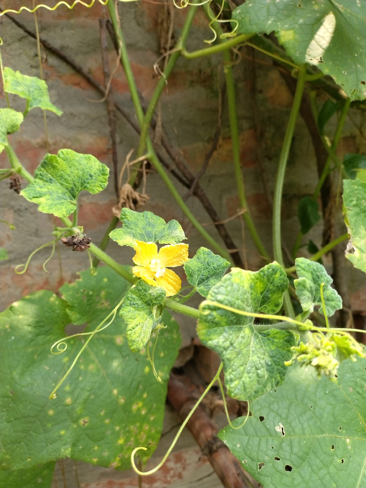 A close-up, eye-level shot captures a yellow flower blooming on a green vine, set against a blurred brick wall in Sagardighi, India. The flower, positioned slightly off-center to the right, is detailed with five delicate petals, each tinged with a lighter yellow at its tip. At the flower's center, a cluster of white stamens is visible. The vine displays several large, textured green leaves, some exhibiting yellow spots and small holes, suggesting signs of age or insect activity. Coiled tendrils, a pale yellow in color, curl elegantly from the vine, adding a dynamic element to the composition. In the background, the rough texture of a brick wall provides a muted, earthy backdrop, with hints of green foliage from other plants subtly integrated into the scene. The overall impression is one of natural growth and organic texture within an outdoor environment.