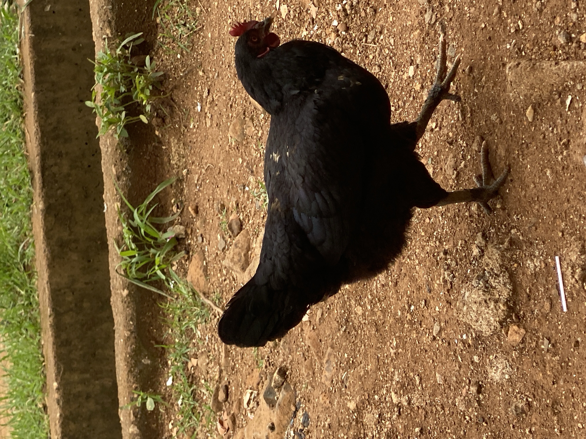 A black hen stands on reddish-brown, gravelly soil outdoors, near a concrete curb or edge with grass growing along it. A small white object (possibly a stick or piece of debris) is visible in the soil to the right of the hen. The scene is situated in a location within the city of Takau, Nigeria.