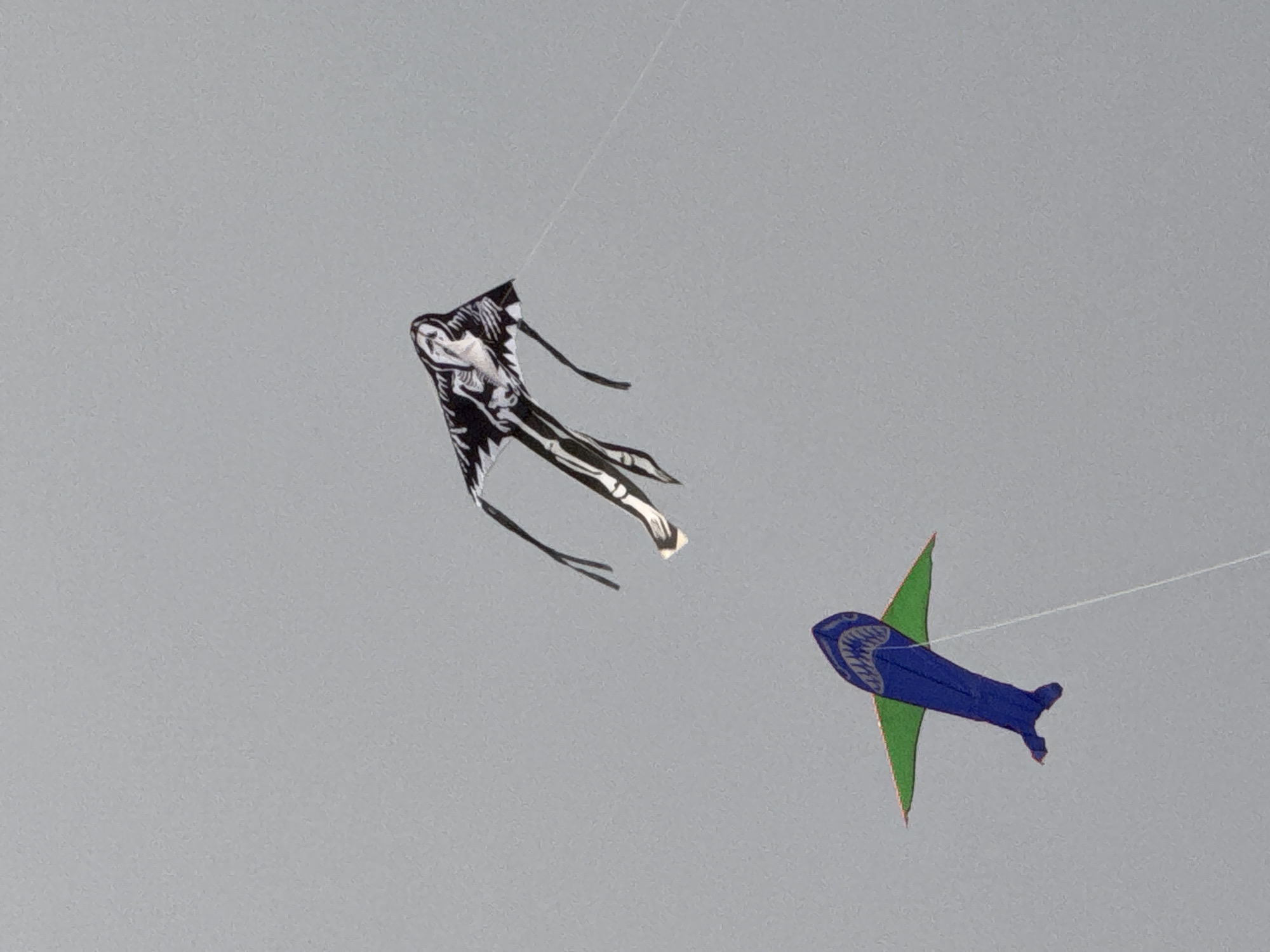 Two kites are flying in the sky. One kite is shaped like a shark and is blue with green wings. The other kite is black and white and appears to be designed as a skeleton with flowing streamers. The sky is overcast with a light gray color. The image does not contain any information about the location in the city of Da Lat, Vietnam.