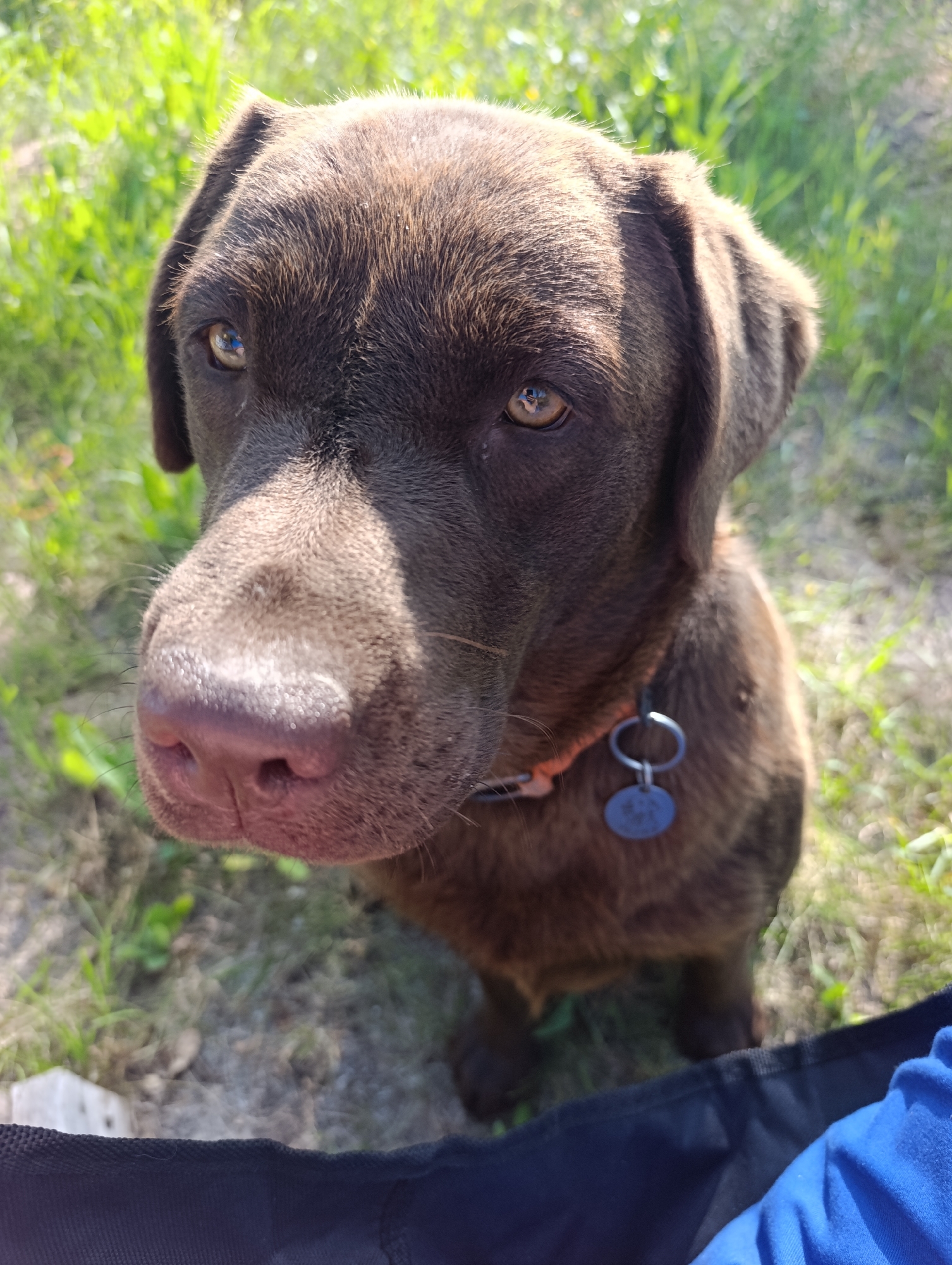 A close-up, eye-level, vertical outdoor shot focuses on the head of a brown Labrador retriever. The dog is looking directly at the camera. The background consists of a sunlit grassy area with some dirt and sparse vegetation. A portion of a blue fabric object, possibly a bag or chair, occupies the bottom of the frame. The dog is wearing an orange collar with a blue tag. The image is a photograph, and no specific location in Dimitrovskii, Russia, can be determined.