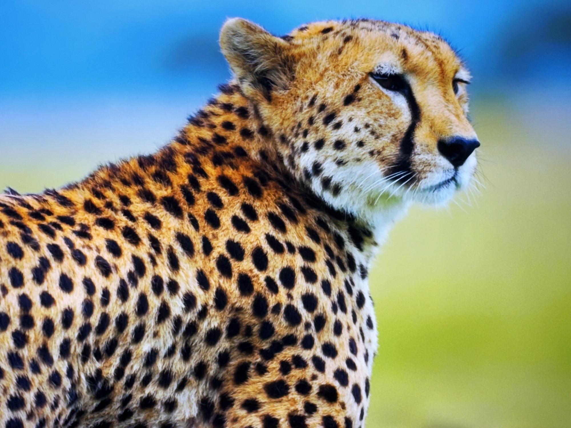The image is a close-up, head-and-shoulders shot of a cheetah. The cheetah is facing to the right, with its head slightly lowered. Its fur is a light tan color with distinct black spots. The cheetah's eyes are open and looking forward. The background is a blur of green and blue, suggesting an outdoor environment, possibly a savanna. There is no visible indication of the city of Burgas, Bulgaria, nor any people, objects, or actions related to an urban setting.