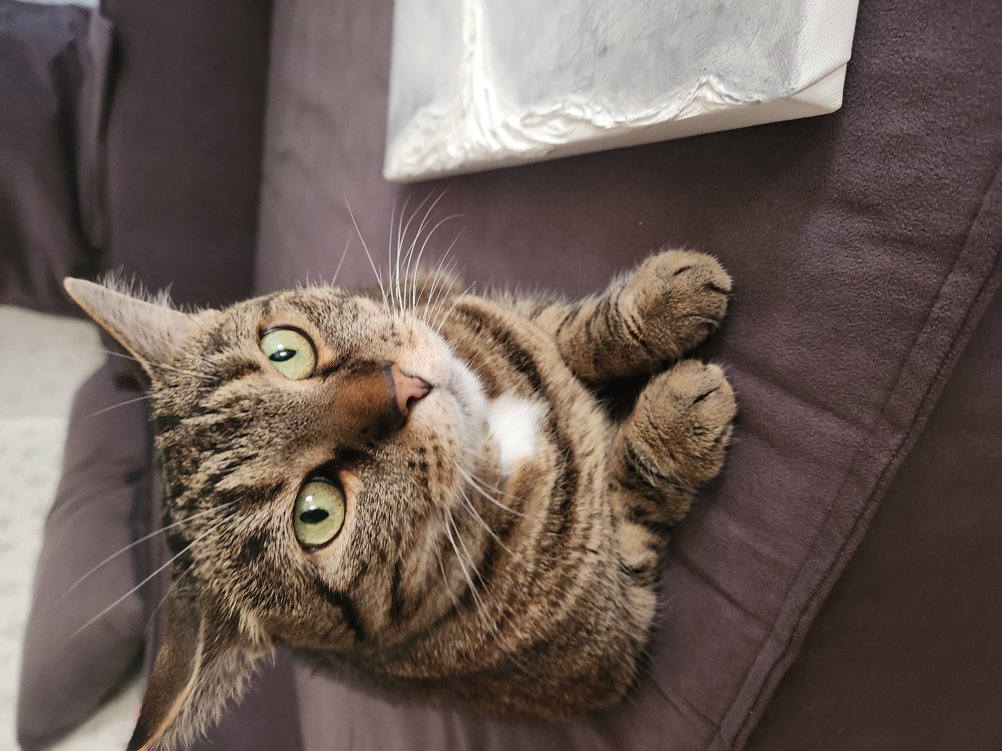 A close-up, slightly angled shot captures a tabby cat lying on its back on a dark brown, textured surface, likely a couch or bed. The cat's fur is a mix of brown, black, and gray stripes, with a patch of white fur on its chest. Its eyes, a striking green, are wide open and looking directly at the camera with a curious or perhaps surprised expression. Long, white whiskers fan out from its nose. Its front paws are crossed and resting near its chest, appearing relaxed.
In the upper right portion of the image, a portion of a light-colored, textured object is visible, possibly a canvas or a framed picture with an embossed surface. The background is dominated by the dark brown material the cat is lying on, with a hint of a lighter patterned fabric in the far upper left corner. The lighting appears to be natural, coming from above and to the left, casting soft shadows and highlighting the cat's features. The overall mood is intimate and focuses on the cat's captivating gaze. There is no visible text in the image. The setting suggests an indoor environment, likely a comfortable living space.