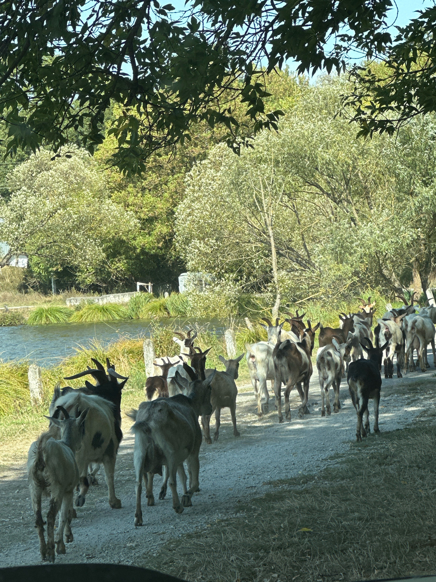 A herd of goats walks on a dirt road near a body of water lined with dry grass and vegetation. Lush green trees with light-colored foliage are visible in the background, casting shadows across the scene. The sky is clear and blue. The goats are of various colors, including white, brown, and black, and many have horns. One goat in the foreground is facing the camera, while the rest are moving away. The scene appears to be in a rural setting in Makiv, Ukraine, given the presence of typical rural Ukrainian vegetation and landscape.