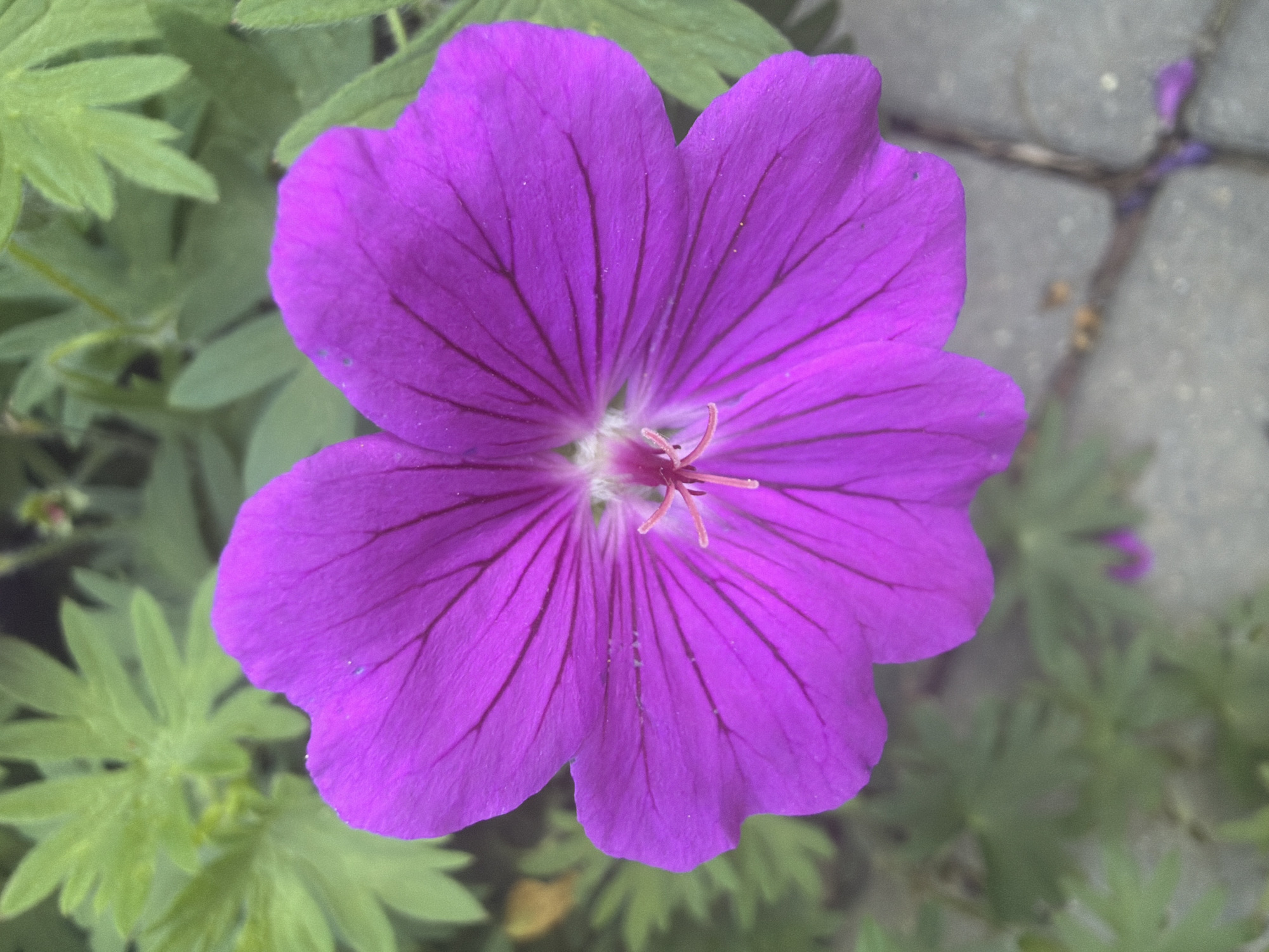 A close-up, top-down view of a single, vibrant purple flower with five petals. The flower is in focus, with detailed vein patterns visible on each petal. The center of the flower features delicate stamens and pistils. The background consists of soft-focus green foliage and a grey, textured surface, possibly a paved area. The lighting suggests an outdoor setting, likely during the daytime.