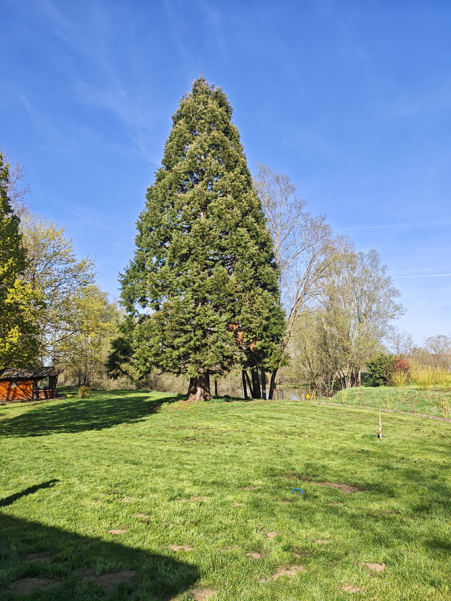 The scene is a bright, sunny day in Foameix-Ornel, France, showcasing a lush green lawn that extends towards a variety of trees. A very tall, broad evergreen tree dominates the landscape, casting a long shadow to the left. To the left of the evergreen tree is a small brown wooden cabin, partially obscured by other trees with green foliage. Behind the evergreen tree, other trees with less dense foliage are visible, some with bare branches. In the background, behind these trees, a small body of water can be glimpsed. On the right side of the lawn, there is a small dirt patch with a blue plastic item lying on the ground, and a stick leaning against a small hill. The foreground of the image is partially obscured by shadow from what appears to be a building or other structure. The sky is a clear, bright blue with a few wispy clouds. The overall environment is natural, suggesting a park or garden setting.