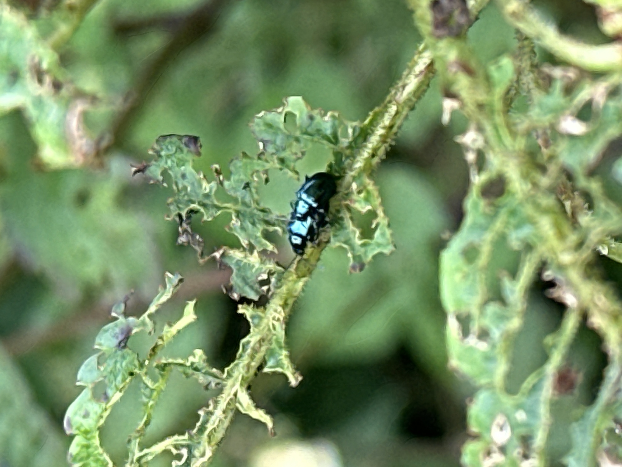A metallic blue and black beetle is perched on a green stem of a plant. The plant's leaves are chewed and damaged, with irregular holes and torn edges. The background is a blur of green foliage. The image appears to be a close-up photograph taken in an outdoor environment. It is not possible to determine the specific location in Haini, India from the provided image.