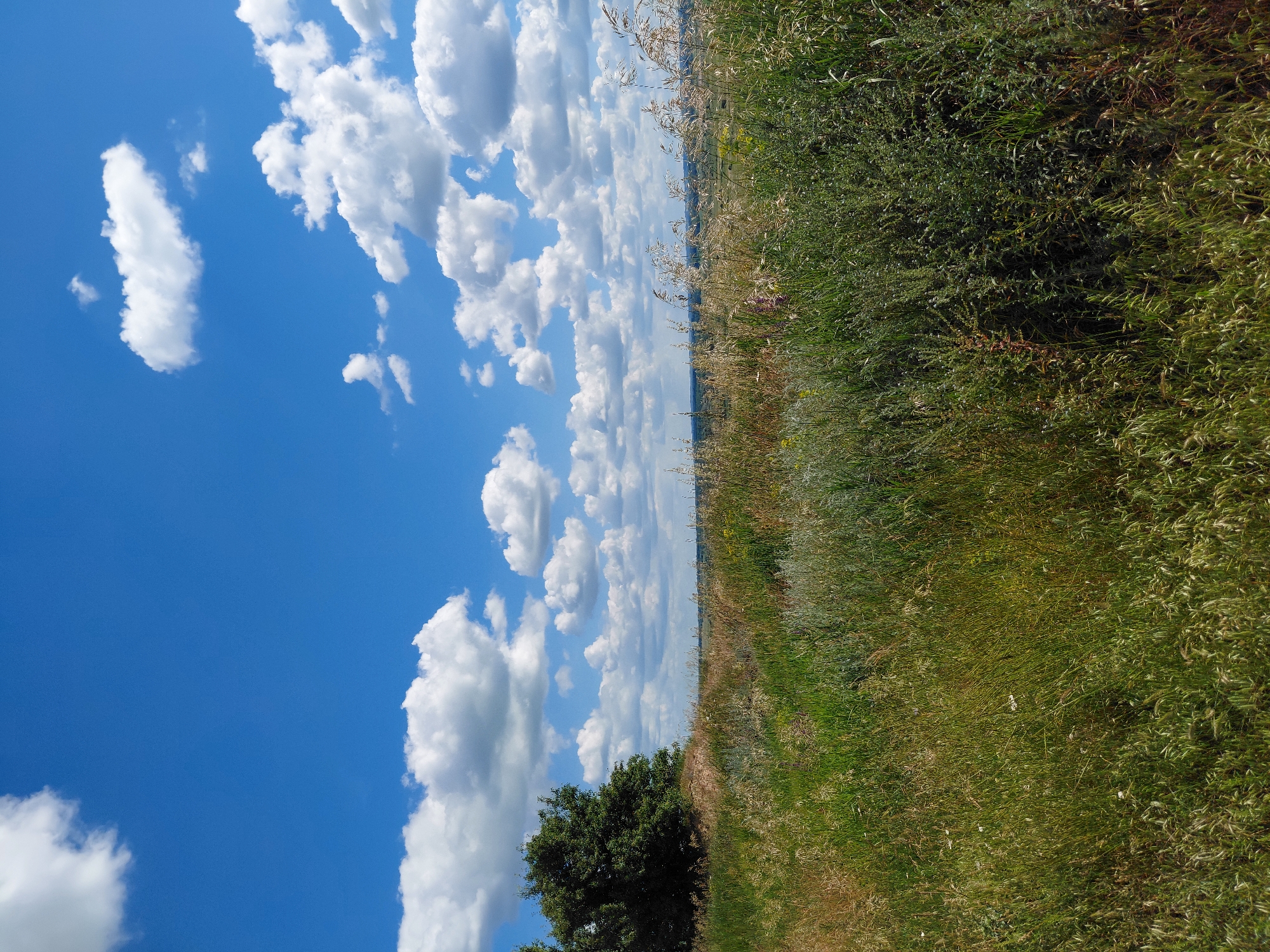 The image depicts a natural landscape under a bright blue sky dotted with white cumulus clouds. The foreground is dominated by a field of tall, green and golden grasses, with some scattered wildflowers. To the left, a large, leafy tree stands against the horizon. In the distance, a gently rolling landscape stretches out, hinting at rolling hills or fields. The scene is serene and appears to be located in a rural or park-like setting, possibly in the vicinity of Ustyvytsia, Ukraine, given the natural elements and the overall atmosphere. There are no people or animals visible in the image.