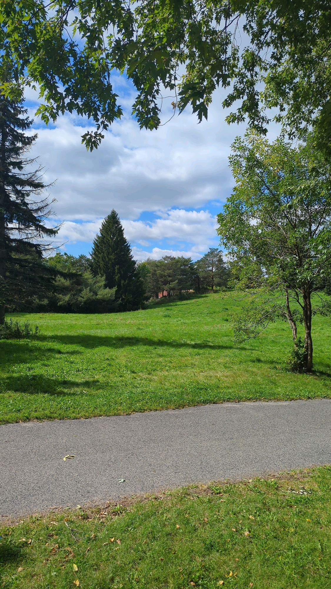 A wide-angle, vertical, eye-level, outdoor photograph depicts a park scene on a sunny day with scattered clouds. In the foreground, a grey asphalt pathway runs horizontally across the frame, bordered by green grass on either side. The grass is well-maintained, with some fallen leaves visible on the pathway and the grass. Beyond the pathway, a gently sloping, vibrant green lawn stretches into the midground, with distinct shadows cast across it from unseen trees.
In the midground, a variety of trees are present. To the left, a tall evergreen tree stands prominently. Further back, a dense cluster of trees forms a treeline, including a large, conical evergreen tree in the center. To the right, a smaller deciduous tree with green leaves is positioned in front of the treeline. The background consists of more trees and a partially visible red-roofed structure peeking through the foliage.
The sky above is a bright blue, dotted with fluffy white clouds. Green tree branches, with visible leaves, extend into the top of the frame from the left and right, framing the scene. The overall impression is one of a serene and natural park environment. There are no people or animals visible in the image.