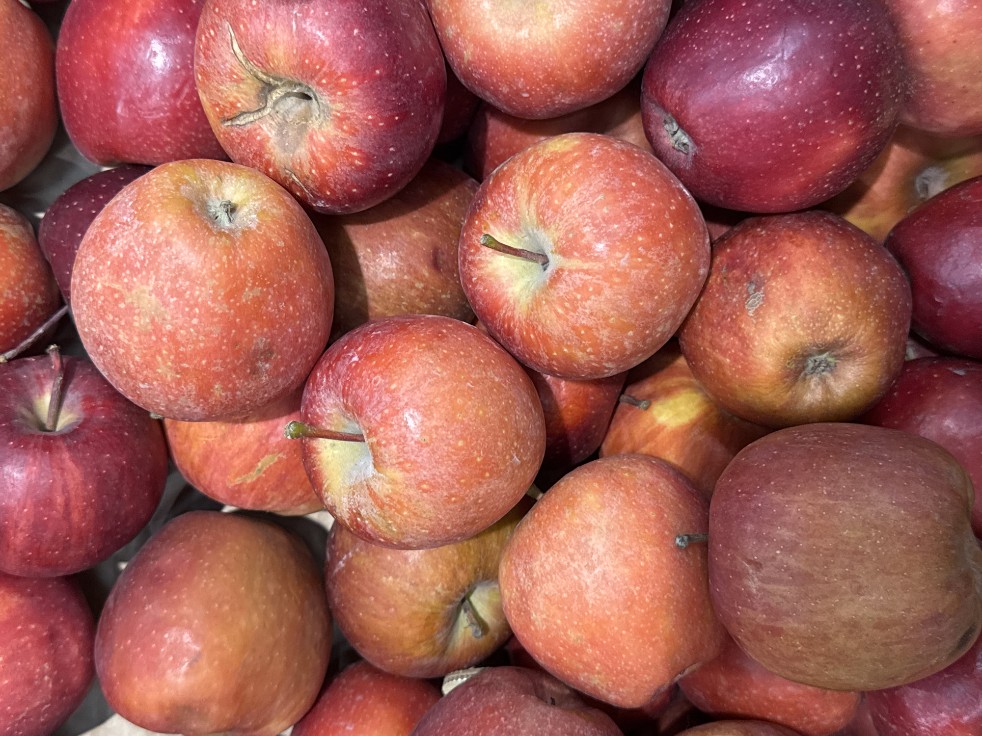 The image is a close-up, overhead view of a pile of ripe apples. The apples vary in color from deep red to a lighter reddish-orange, with some showing yellow undertones and small, light-colored speckles on their skin. Most of the apples are round, though some are slightly irregular in shape. Stems are visible on a few of the apples, protruding from indentations at the top. The apples are tightly packed together, suggesting they are either for sale or have been freshly harvested. The lighting appears to be artificial or overcast, casting a soft, diffused light on the fruit. There is no visible text in the image. The setting is likely a market stall or grocery store display, given the abundance and presentation of the fruit. The scene is focused entirely on the apples, with no other objects or living beings visible. The image conveys a sense of freshness and abundance of produce.