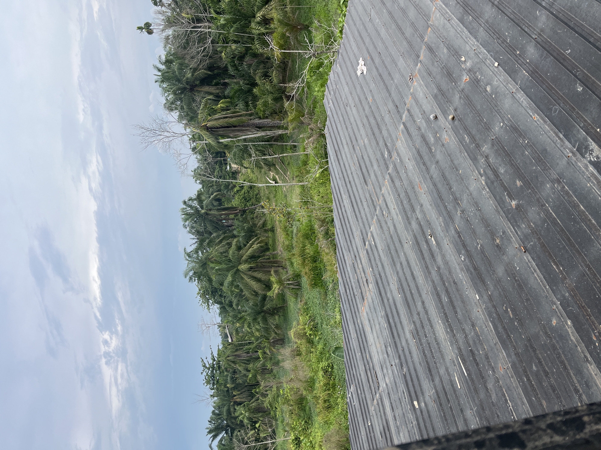 A low-angle, wide shot shows a weathered, corrugated metal roof in the foreground, leading to a lush green landscape of palm trees and dense vegetation under a cloudy sky. The roof is dark gray, showing signs of age with visible streaks, debris, and some rust spots. The background depicts a tropical environment with numerous palm trees of varying heights, interspersed with smaller trees and undergrowth, suggesting a rural or semi-rural setting. The sky is overcast with soft, diffused light. The image appears to be taken from an elevated position, possibly a rooftop or balcony, looking out over the natural surroundings. No people or animals are visible in the frame. The scene is consistent with a tropical climate, and given the mention of Benuaraja, Indonesia, it evokes a sense of a humid, verdant locale.