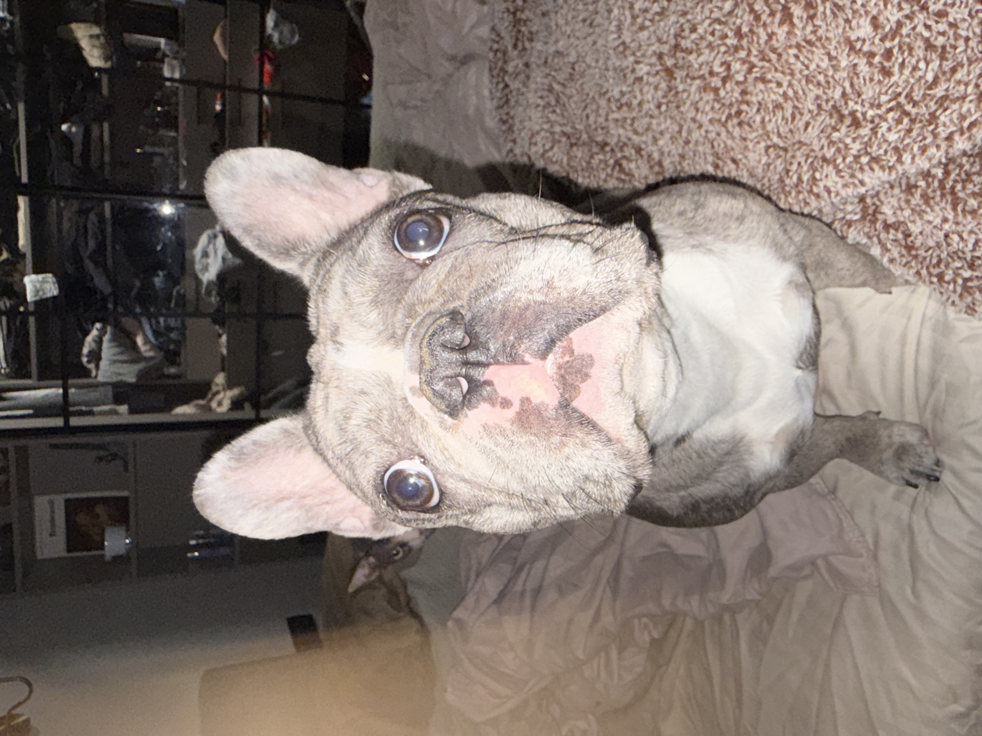 The image displays a light gray or blue brindle French Bulldog looking directly upwards at the camera, its head slightly tilted. The dog's wide-open eyes are prominent, reflecting light, and its short snout features a pinkish area with darker spots on its skin. The French Bulldog is positioned on a light beige or cream-colored sheet, which covers a bed or similar surface, with a brown, textured blanket or rug visible in the upper right portion of the frame.
In the lower background, partially obscured by the French Bulldog's head and the bedding, a pair of alert eyes belonging to another animal, likely a cat, can be seen peering from behind. This animal appears to have light fur with some dark markings. The background behind the animals is dark, suggesting an indoor setting with low ambient light, possibly nighttime, illuminated by an artificial light source. A dark piece of furniture or shelving unit with various indistinct items is visible in the background on the left.
The activity captured is a candid moment, with both animals appearing curious or attentive towards the viewer. No discernible text is visible within the image. While the location context of Berezyna, Ukraine is provided, there are no specific visual cues within the image itself to confirm this geographic location.