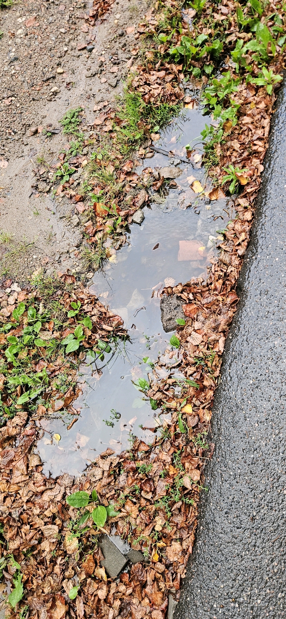 A puddle of water, about a meter in diameter, is present on a dirt and leaf-covered ground next to a paved surface. The puddle reflects the overcast sky and contains submerged fallen leaves and some debris, including what appears to be a piece of red brick. Green vegetation, grass, and several young plants are growing around the edges of the puddle and among the fallen brown leaves. The paved surface on the right side of the image is wet and shows a speckled texture, indicating it is asphalt. The overall scene depicts a typical autumnal roadside or pathway after rainfall. This scene is not specifically identifiable as being in Vitsebsk, Belarus without further context or specific landmarks.