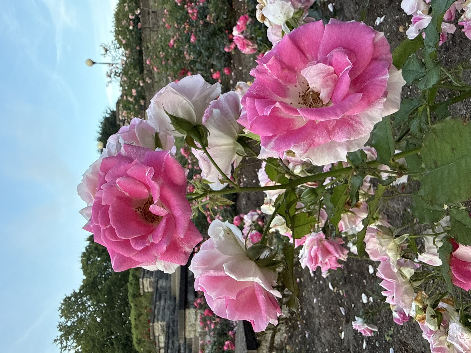 In this medium shot, a cluster of pink and white roses dominates the foreground, their velvety petals unfurling under a clear sky. The roses are in various stages of bloom, with some fully open and others just beginning to bud. Their vibrant colors contrast with the muted tones of the surrounding environment. Behind the roses, a stone wall forms a raised garden bed, also filled with more roses, creating a sea of pink. Further in the background, trees provide a lush green backdrop, and a lamppost can be seen in the distance, suggesting a park or garden setting. The overall scene evokes a sense of natural beauty and tranquility.