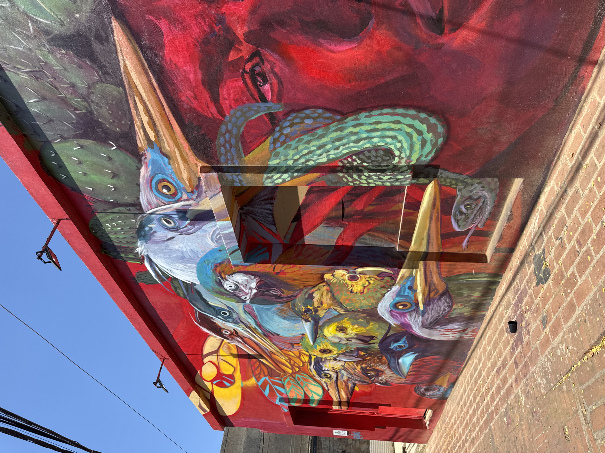 This media file presents a vibrant, large-scale mural painted on the underside of an architectural overhang or awning, located in La Asuncion, Venezuela. The mural is a rich, detailed composition predominantly featuring a variety of birds and a snake, set against a deep red background.
The main subjects of the mural are numerous birds depicted with diverse and brightly colored plumage, including shades of blue, yellow, green, purple, and white. Several birds have long, prominent beaks, while others show more compact heads. Their eyes are often distinct and expressive. Intertwined with the avian subjects is a green snake with light-colored patterns, adding a dynamic element to the scene. On the left side of the mural, green cacti or thorny plants are visible, contributing to a naturalistic, arid environment theme. The mural itself is executed with expressive brushstrokes and a highly stylized yet detailed approach.
The mural is painted on the flat underside of a red-painted structural beam or awning. This red structure includes vertical elements or cutouts that are also integrated into the painted design. To the left, a clear, bright blue sky is visible, with dark power lines stretching across it and two small, dark, hook-like fixtures hanging from the red beam. To the right, a textured, weathered brick wall of an adjacent building is seen, illuminated by strong, natural sunlight.
The bright lighting indicates it is daytime, with clear shadows suggesting a sunny day. No discernible text is visible on the mural or any surrounding elements. The overall impression is one of lively, colorful natural imagery presented through impressive street art.