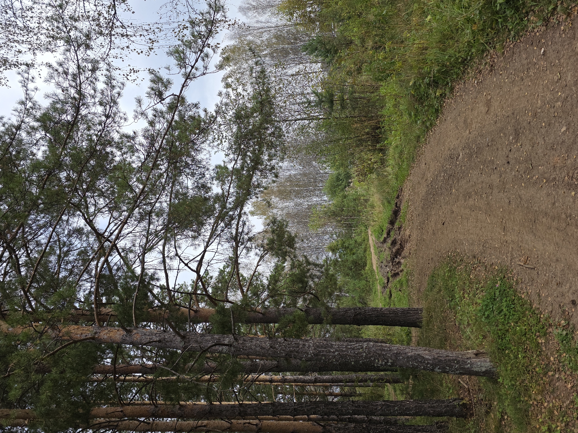 The image depicts a dirt road winding through a forest. Tall pine trees with rough, textured bark dominate the left side of the frame, their branches extending across the upper portion of the scene. The road itself is unpaved, with visible tire tracks and some patches of mud, suggesting recent vehicle use. The surrounding environment is dense with vegetation, including various types of trees and grasses, with fallen leaves scattered along the edge of the road. In the background, a mix of deciduous and coniferous trees forms a natural landscape under a cloudy sky. There are no people or animals visible in the image, nor are there any man-made structures other than the road itself. The overall impression is one of a rural or wilderness setting.