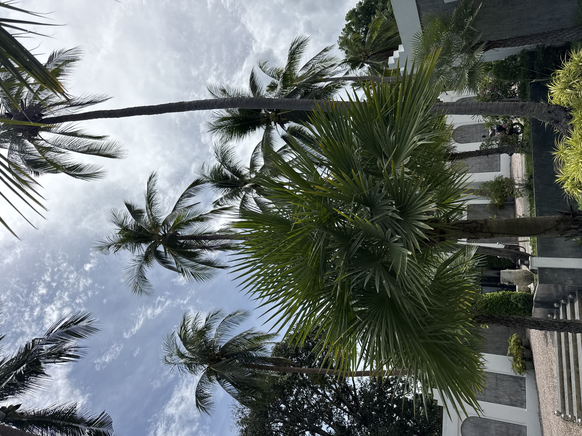 The image depicts a tropical outdoor scene, likely in ตำบลเกาะพะงัน, Thailand, dominated by lush palm trees against a partly cloudy sky. In the foreground, a large fan palm with broad, spiky leaves is prominent. Behind it, several tall coconut palm trees reach towards the sky, some bearing coconuts. The scene is framed by modern architecture, including white walls with textured grey sections and arched doorways, suggesting a resort or private residence. A gravel pathway leads up a set of concrete steps illuminated by small lights. In the middle ground, various plants and decorative elements like a large urn are visible. A scooter is parked near a building. The overall impression is one of a serene, well-maintained tropical environment.