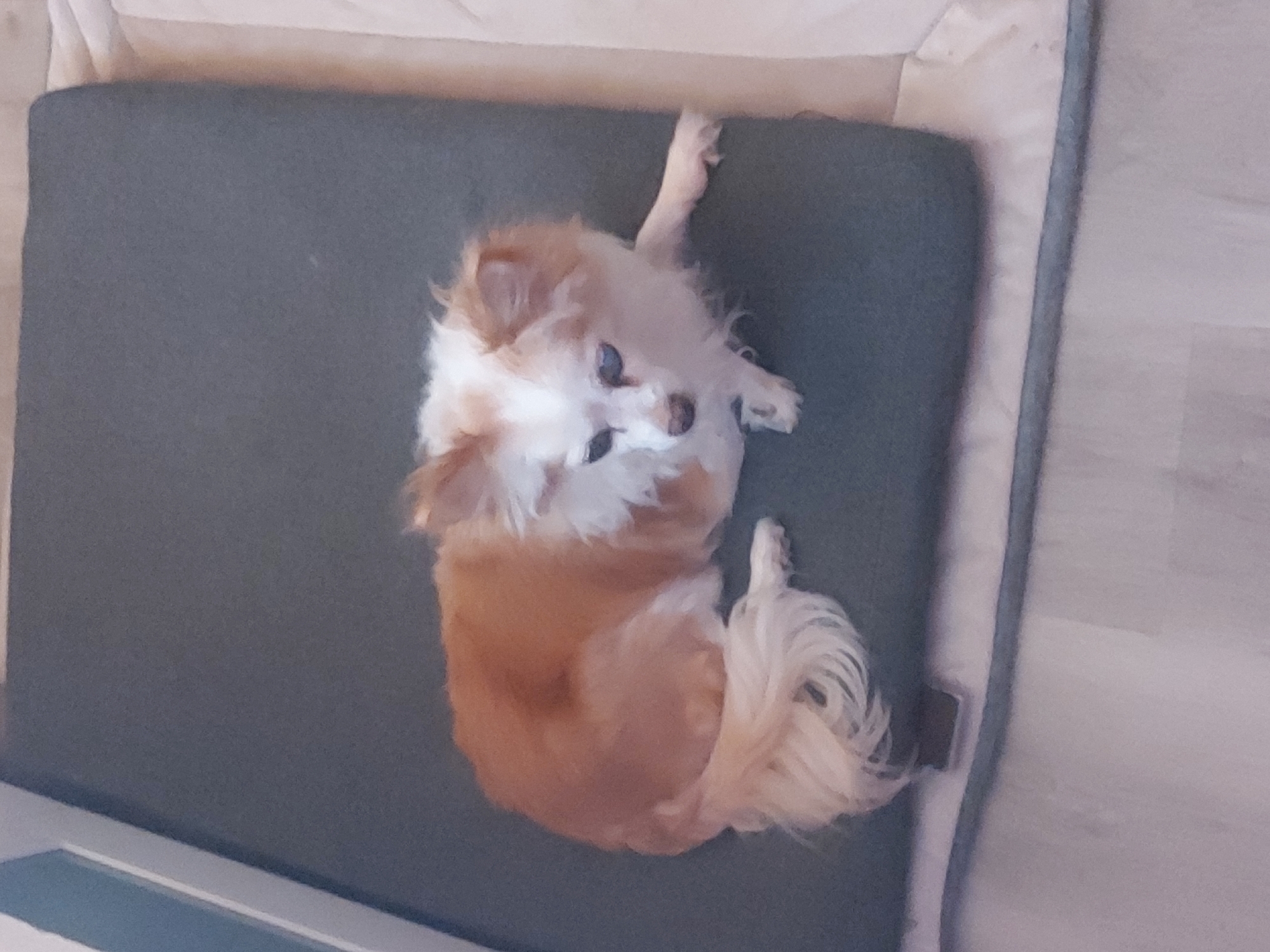 An overhead, slightly tilted shot captures a small, long-haired dog resting comfortably on a dark grey pet bed. The dog, likely a Chihuahua or a similar small breed, has a coat of mixed tan/light brown and white fur, with more white around its head and chest. It is lying on its back, partially curled, with its head turned slightly towards the camera. One front paw is extended upwards, while the other is tucked in. Its fluffy, light-colored tail is curled beside its body.
The dog appears very relaxed and peaceful, with its eyes partially open, suggesting it is either sleepy or just waking up. The pet bed features a lighter, possibly beige or light grey, fabric border. The bed is situated on a light-colored floor, which could be wood laminate or tiles, visible along the right and bottom edges of the frame. The lighting is soft and ambient, characteristic of an indoor daytime setting. No specific location cues are visible within the image itself to suggest Figueira da Foz, Portugal. There is no visible text in the image.