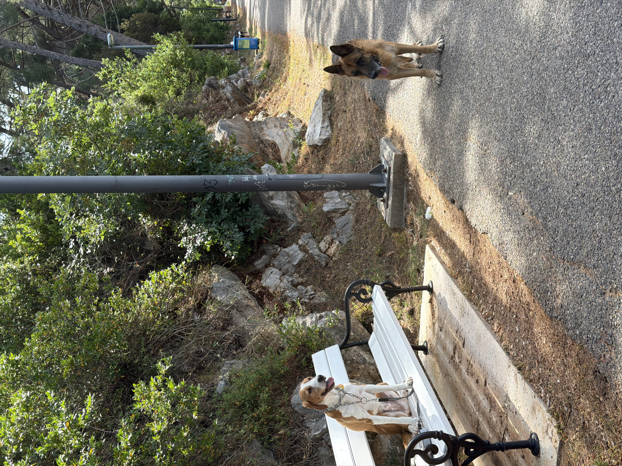 The image depicts a sunny day in Mirište, Montenegro. A white bench stands alongside a paved path, with a tan and white dog sitting on it, attached by a leash. Next to the bench is a black metal pole with graffiti. A second, tan, dog stands on the path. Lush green bushes grow around the bench and pole. The path leads away from the camera, with a trash can visible in the distance. Rocks are visible between the vegetation and the path.