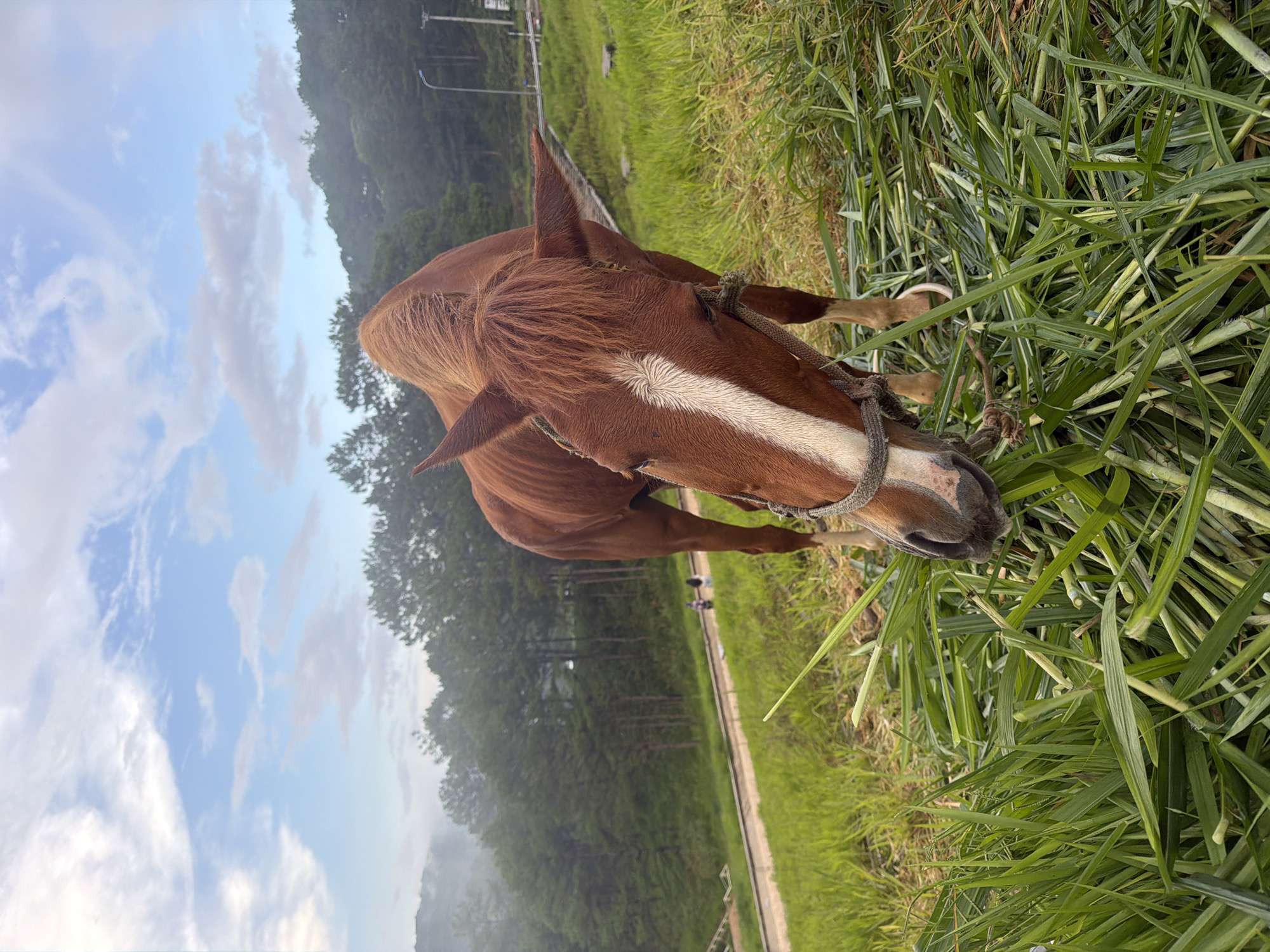 A brown horse with a white blaze on its face grazes in a grassy field. The horse is wearing a rope halter. In the background, there is a winding road, a line of pine trees, and a cloudy sky. The scene appears to be set in the misty hills of Da Lat, Vietnam, known for its pine forests and rolling landscapes. Two figures can be seen walking on the road in the distance.