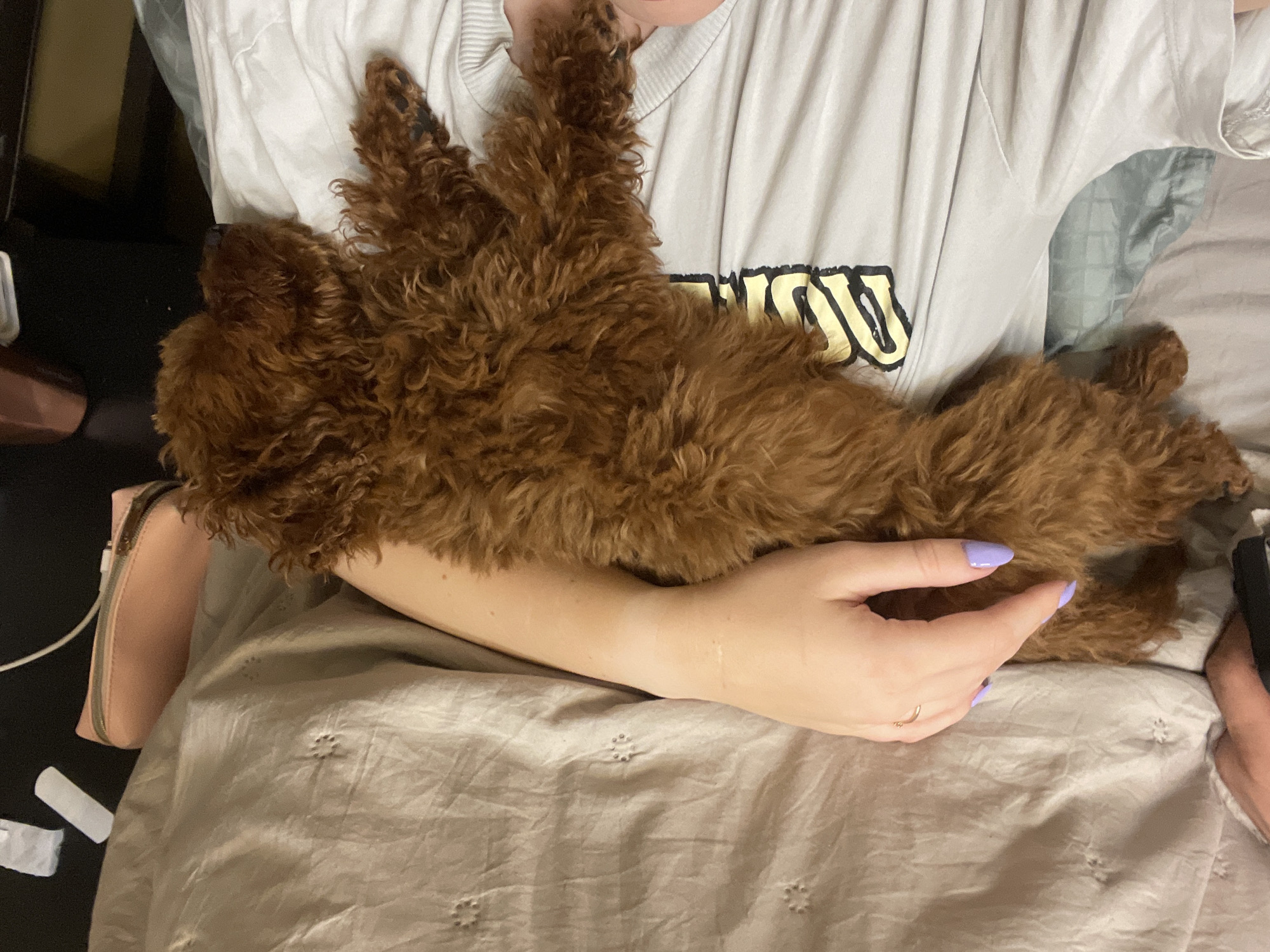 A reddish-brown, long-haired dog is cradled in a person's arms. The person is wearing a light-colored t-shirt with a word partially visible in black and gold lettering. The person's hand with light purple nail polish rests on the dog. The scene is indoors, possibly on a bed, indicated by a patterned duvet cover. A pouch or small bag is visible to the left, alongside what appears to be packaging materials. Location is not discernible.