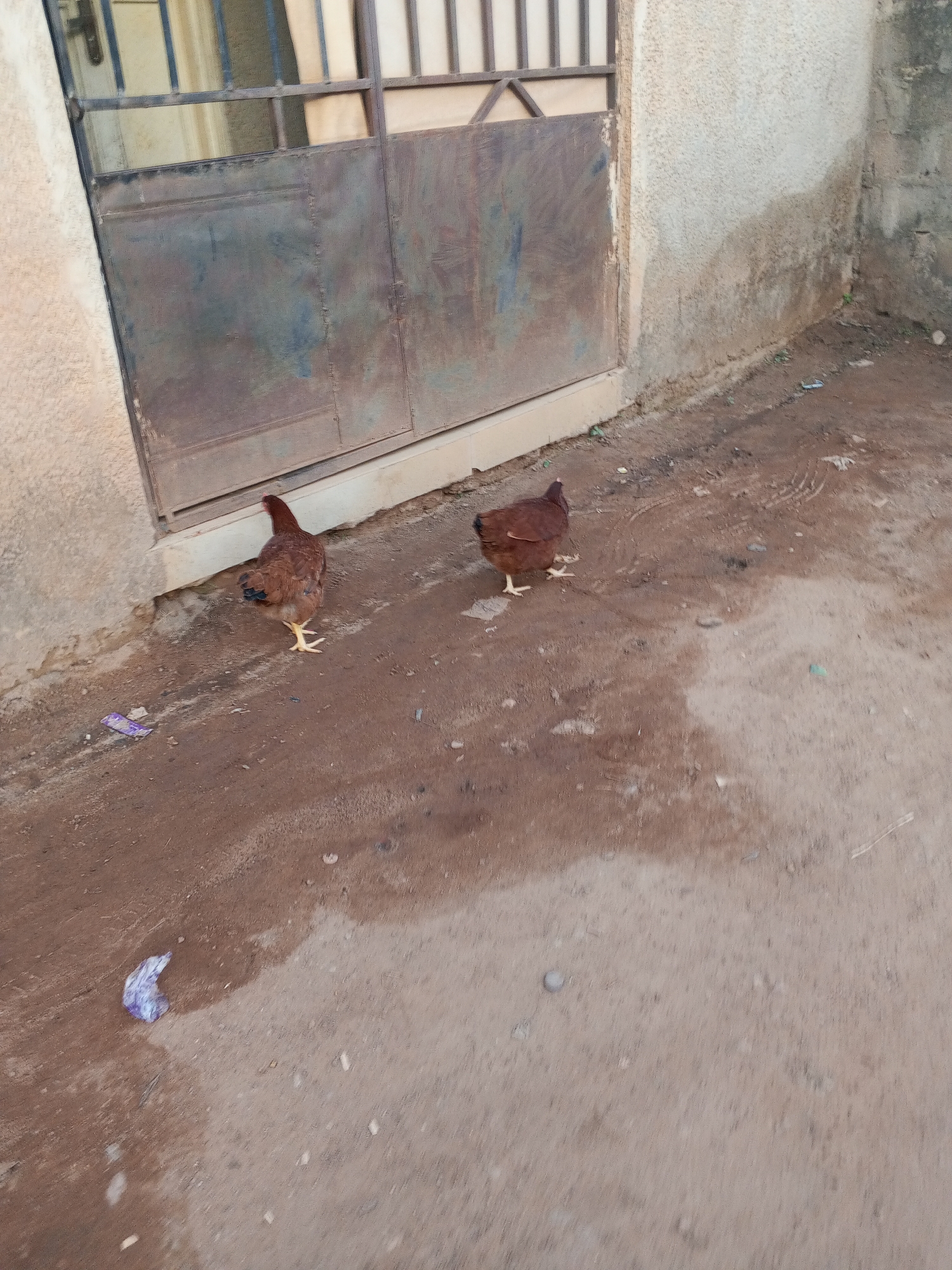 The image depicts two brown chickens foraging on a dirt ground near a metal gate and concrete walls. The environment appears to be a yard or outdoor area, with signs of wear and debris on the ground. There are no discernible people present in the frame. The location is within Abuja, Nigeria.