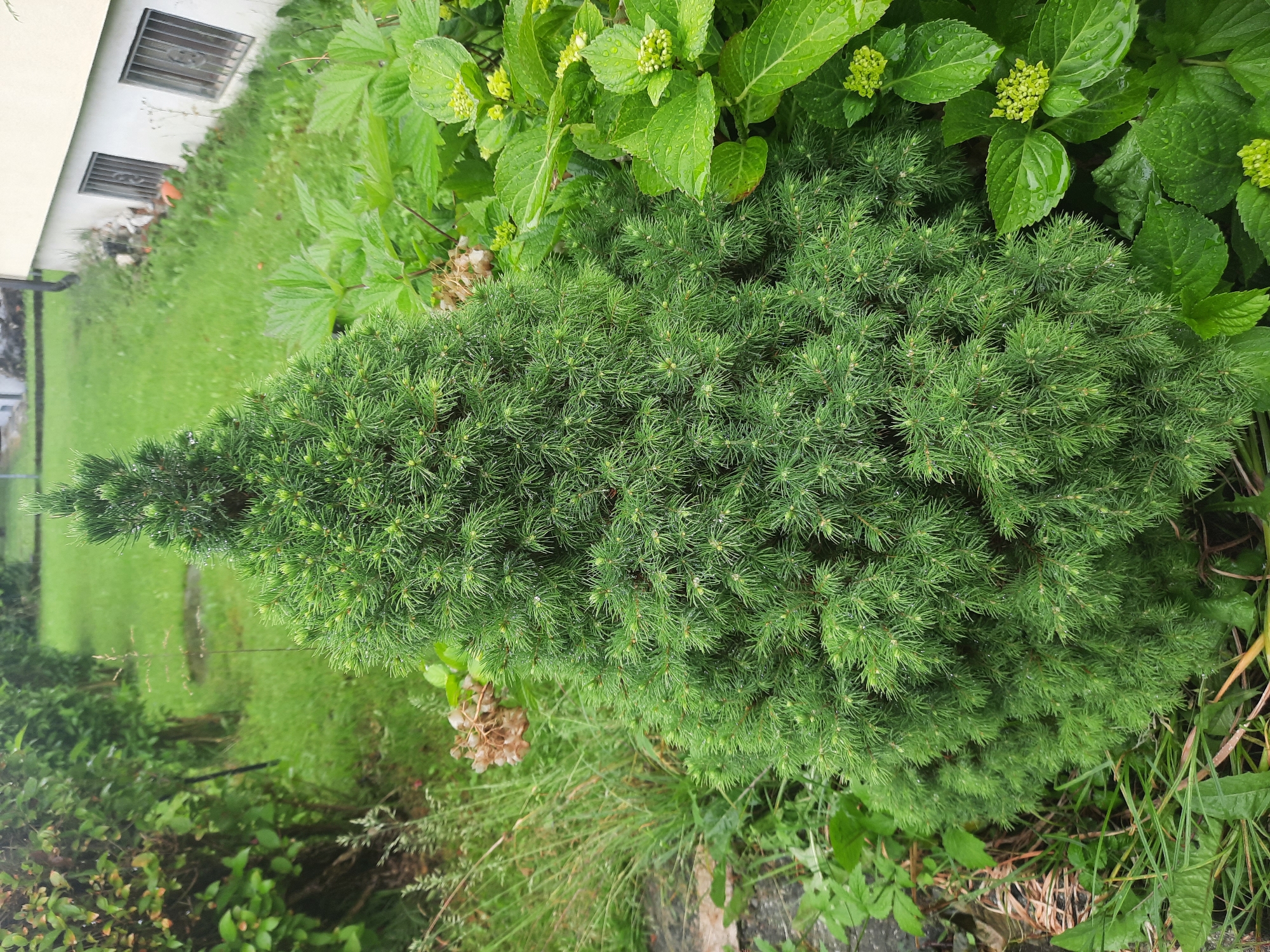 The image shows a close-up view of a dwarf evergreen conifer, possibly a dwarf Alberta spruce, situated in a garden in Rosenheim, Germany. The tree is conical in shape, with dense, bright green foliage. Water droplets are visible on the needles, suggesting recent rain. To the right of the conifer, there are large green leaves and clusters of small, light green flower buds, likely from a hydrangea plant. In the background, a patch of green grass is visible, with a section of a building on the far right. The building has light-colored walls and two windows with metal bars. The overall scene depicts a lush, green garden setting, likely a residential backyard.