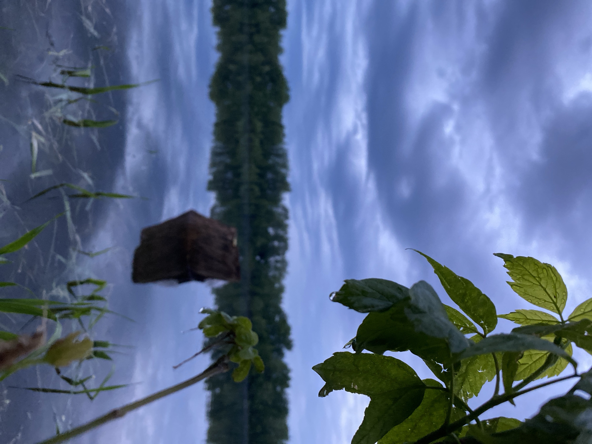 The image shows an upside-down view of a pond or lake scene in Chaikovsky, Russia. The sky with cloudy blue and white formations is mirrored in the water's surface. A line of dense green trees runs vertically, also reflected in the water. A dark brown object, possibly a piece of wood or a rock, floats on the water. Blades of grass and a small bud or flower sprout from the water's edge on the left. A leafy branch with water droplets clinging to the leaves is in the foreground on the right.