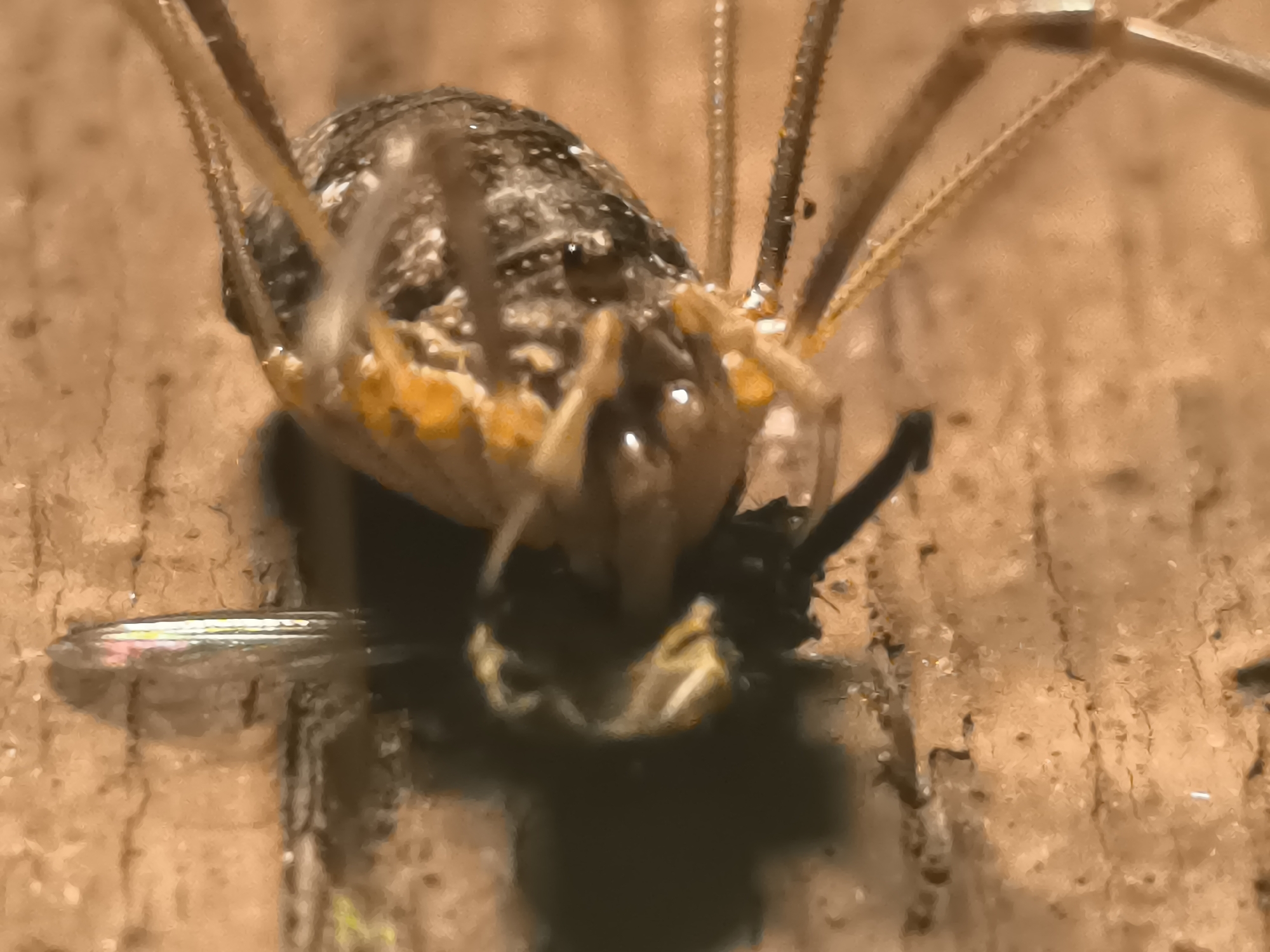 A close-up, low-angle macro shot shows a harvestman (Opiliones) on a rough, brown, wooden surface. The harvestman's body is oval and segmented, with a mottled brown and grey coloration. Its eight long, slender legs are raised and spread out, covered in fine hairs. The creature appears to be feeding on something dark and small, which is held in its mouthparts. The background is a textured, light brown surface, possibly bark or wood grain, with some areas appearing damp or reflective. There is a small, reflective object to the left of the harvestman, possibly a water droplet or a piece of insect wing. The lighting is warm and focused on the harvestman. The location in the city of Кашино, Russia, is not discernible from the image itself.