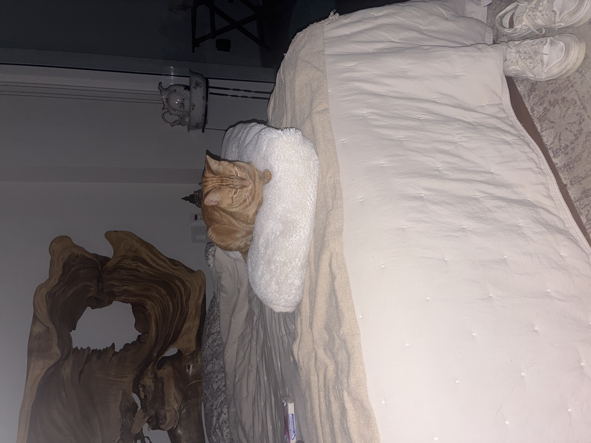 A tan tabby cat rests on a white, fluffy pillow on a bed with a white quilted comforter. A pair of white athletic shoes are on the edge of the bed. A decorative wooden art piece is in the lower left. A teapot and cup are attached to the wall. The photograph was taken indoors, seemingly in a bedroom. It is not possible to confirm that the location is Huixquilucan de Degollado, Mexico.